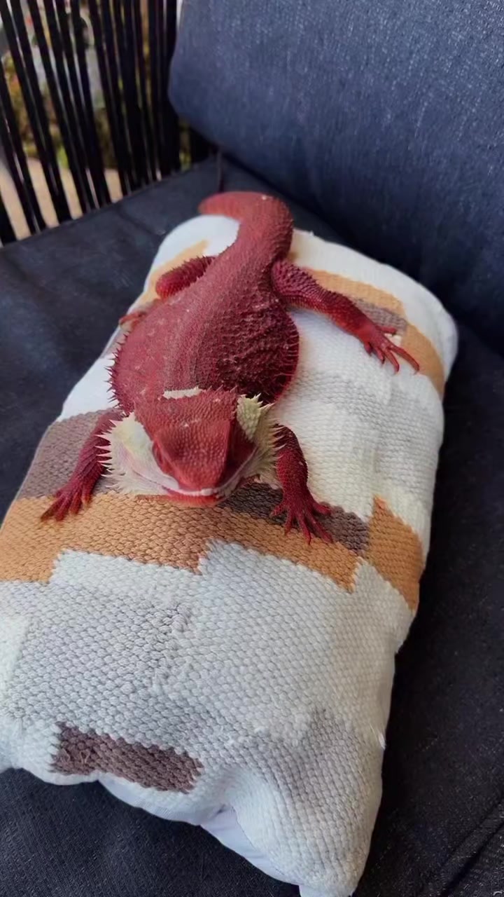 @Morph Reptiles