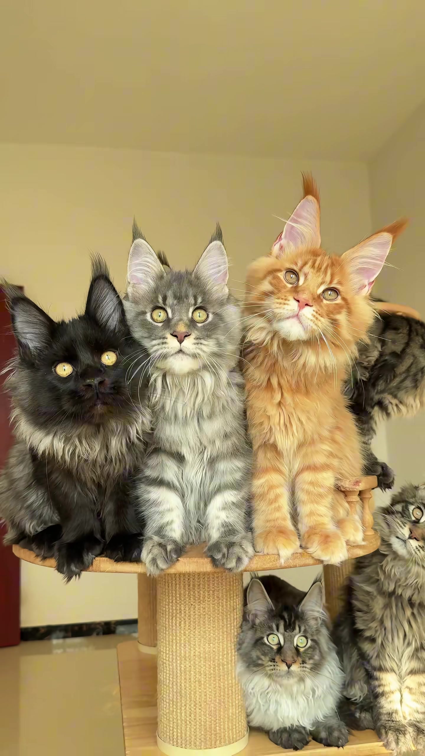 @Majestic Maine Coons 🐾