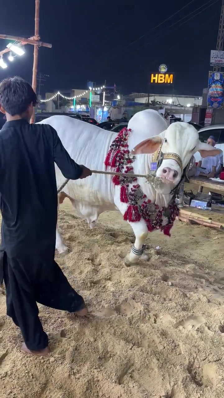 @Karachi Bull lovers