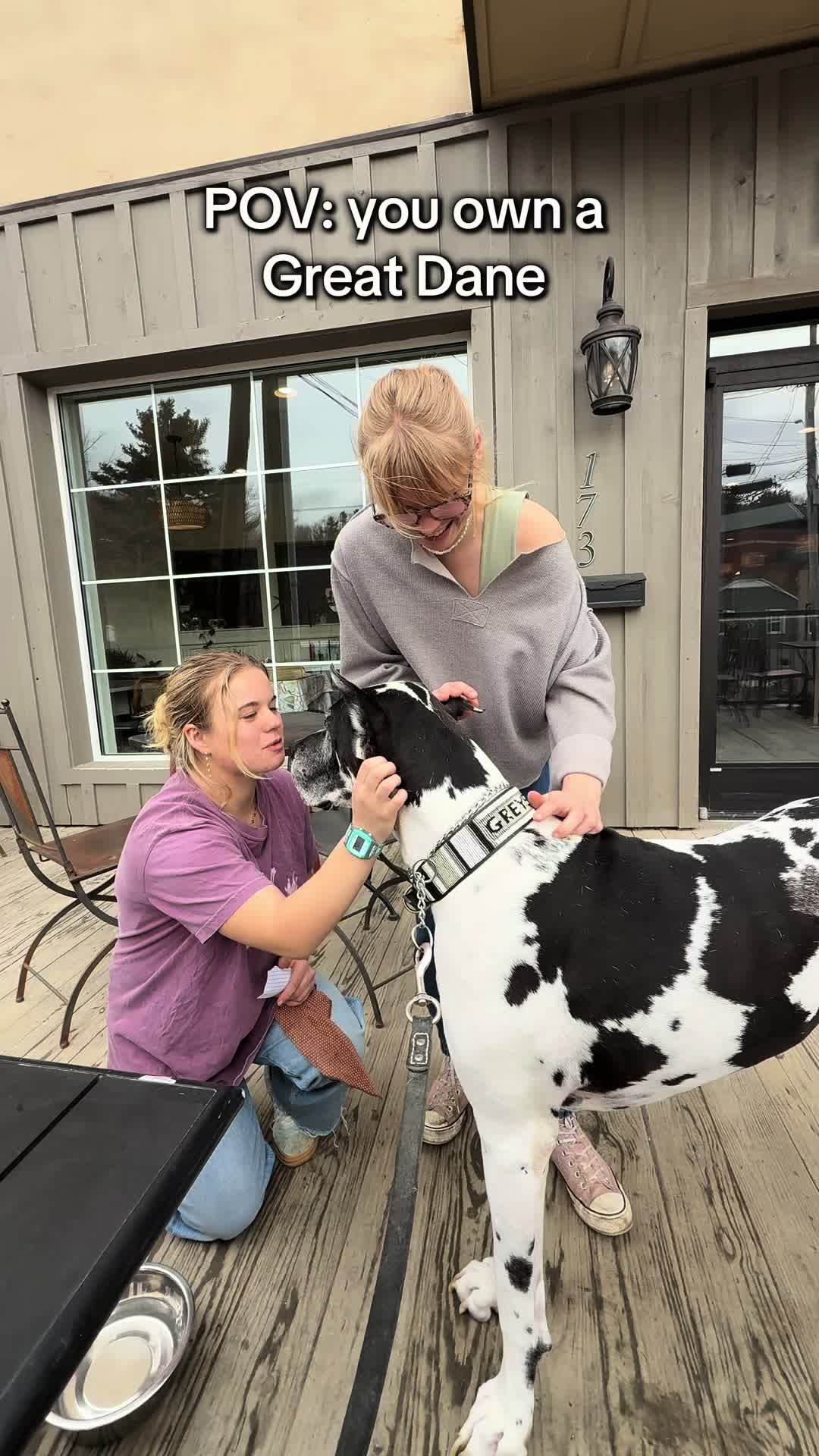 @Greyson the Great Dane