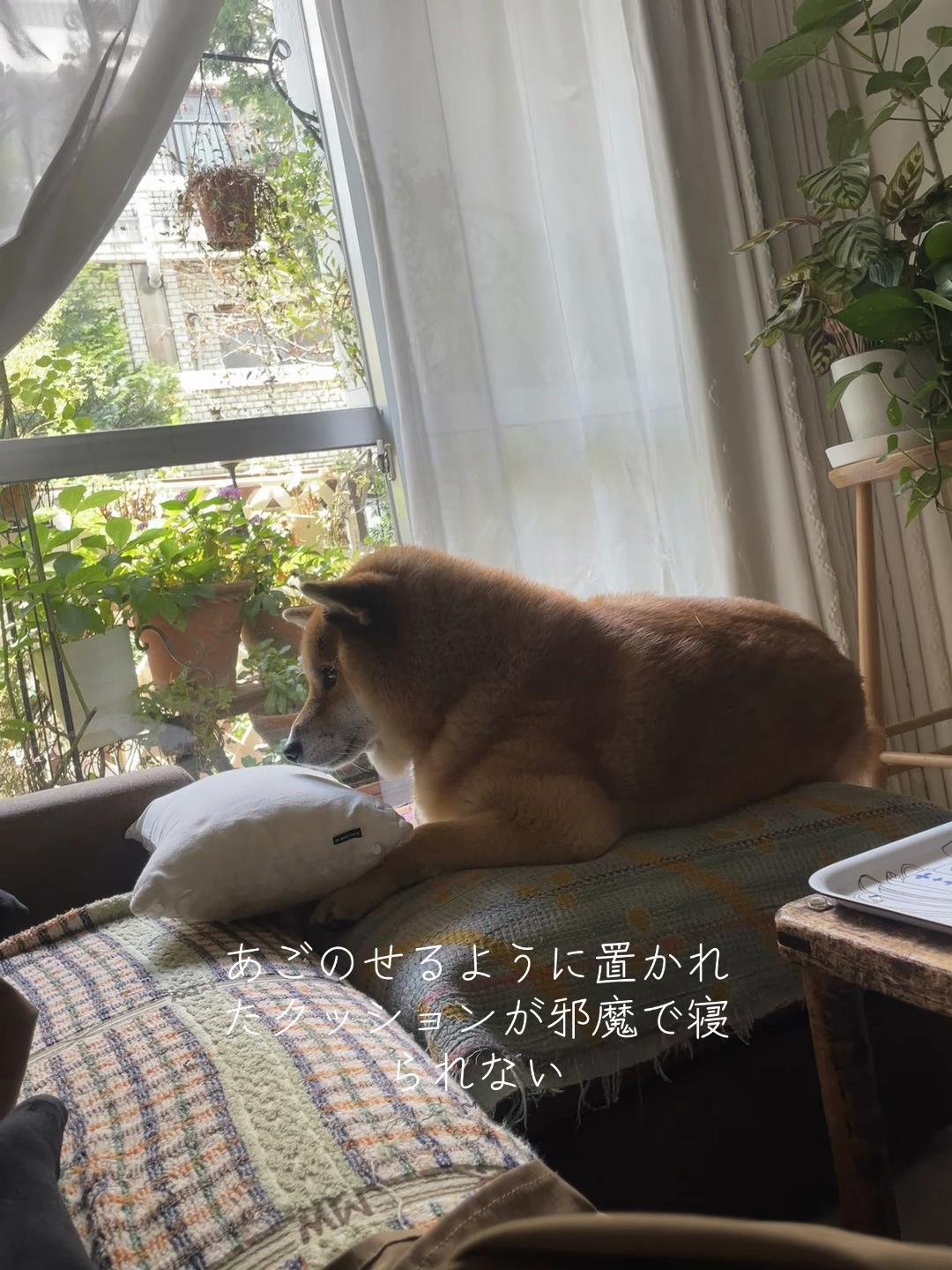 @柴犬むーちゃん