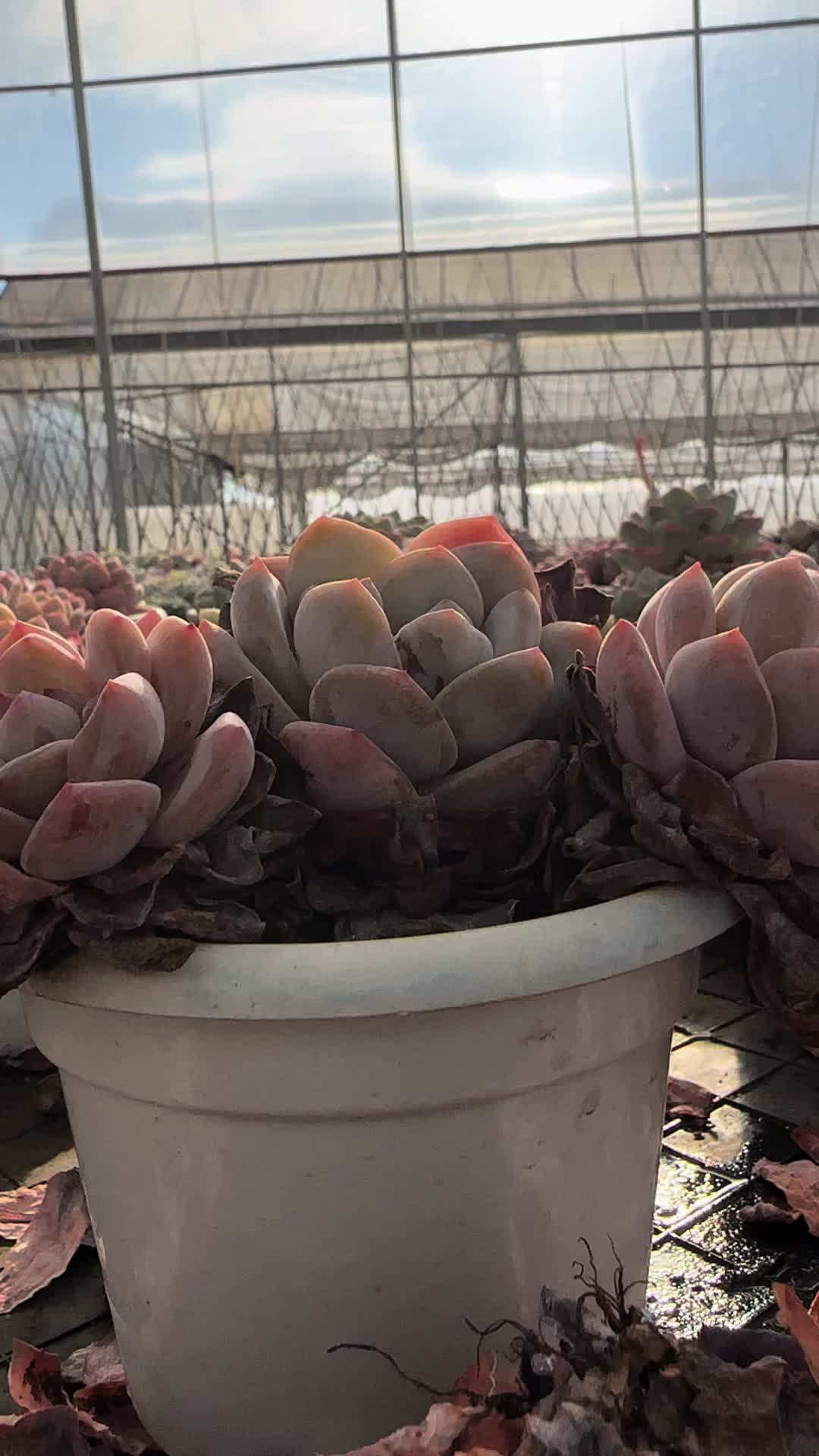 @云萌多肉