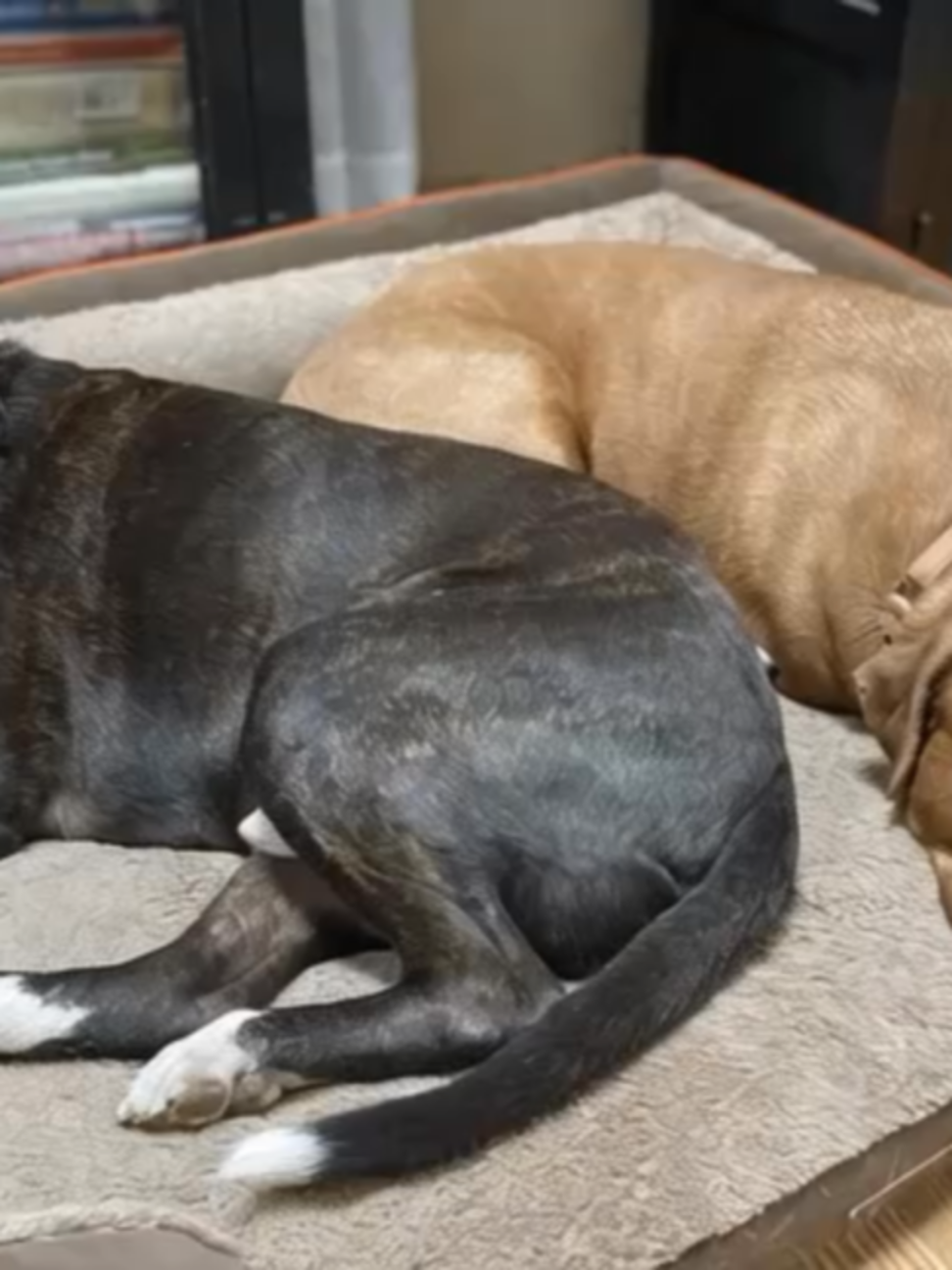 @One Love Animal Rescue Group
