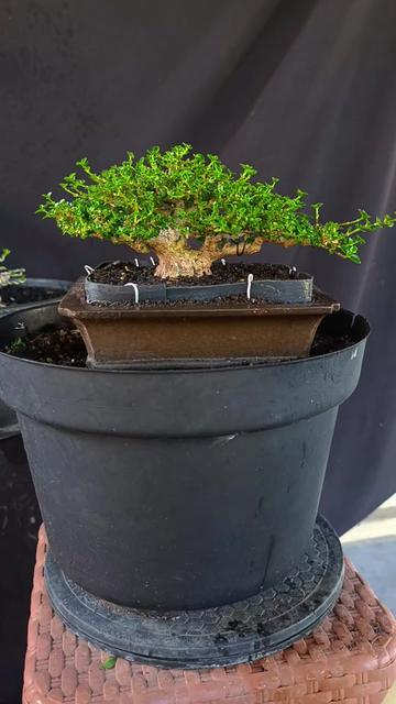 @Yanubonsai