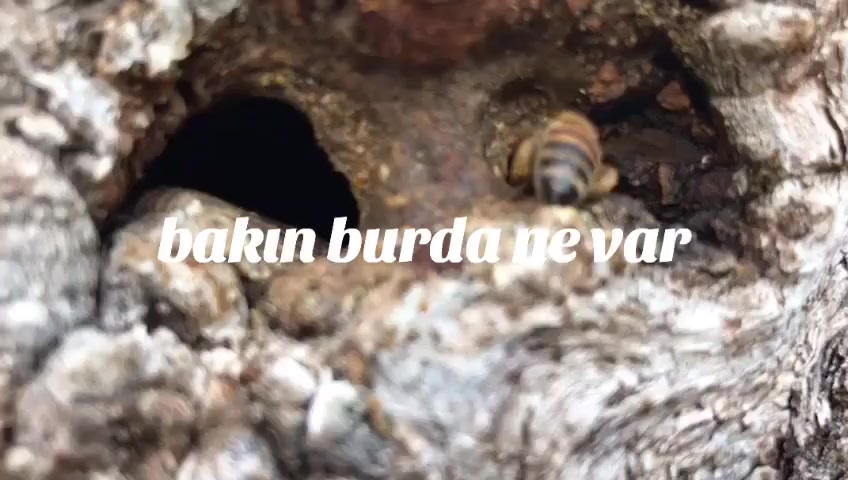 @İsmail Genç