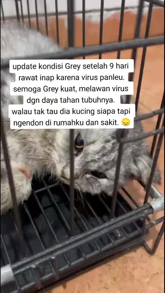 @apfia mei
