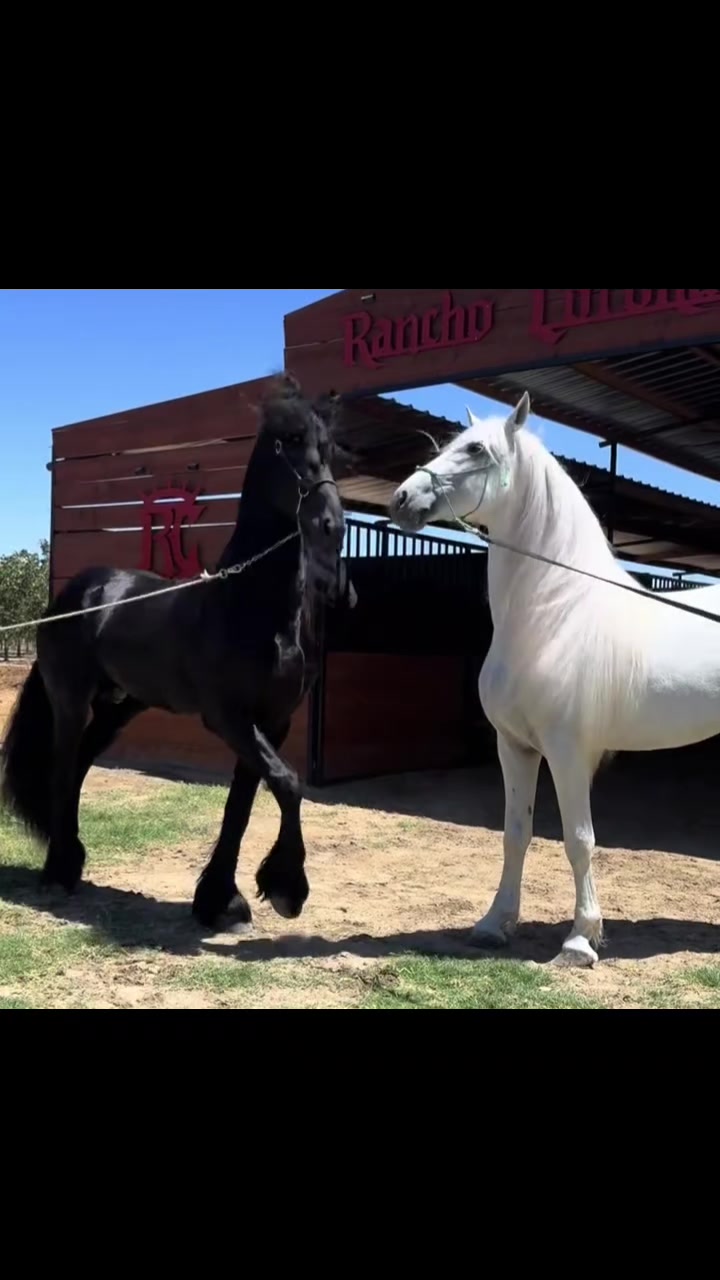 @ganader&iacute;a🐮 y caballo🐴☠️