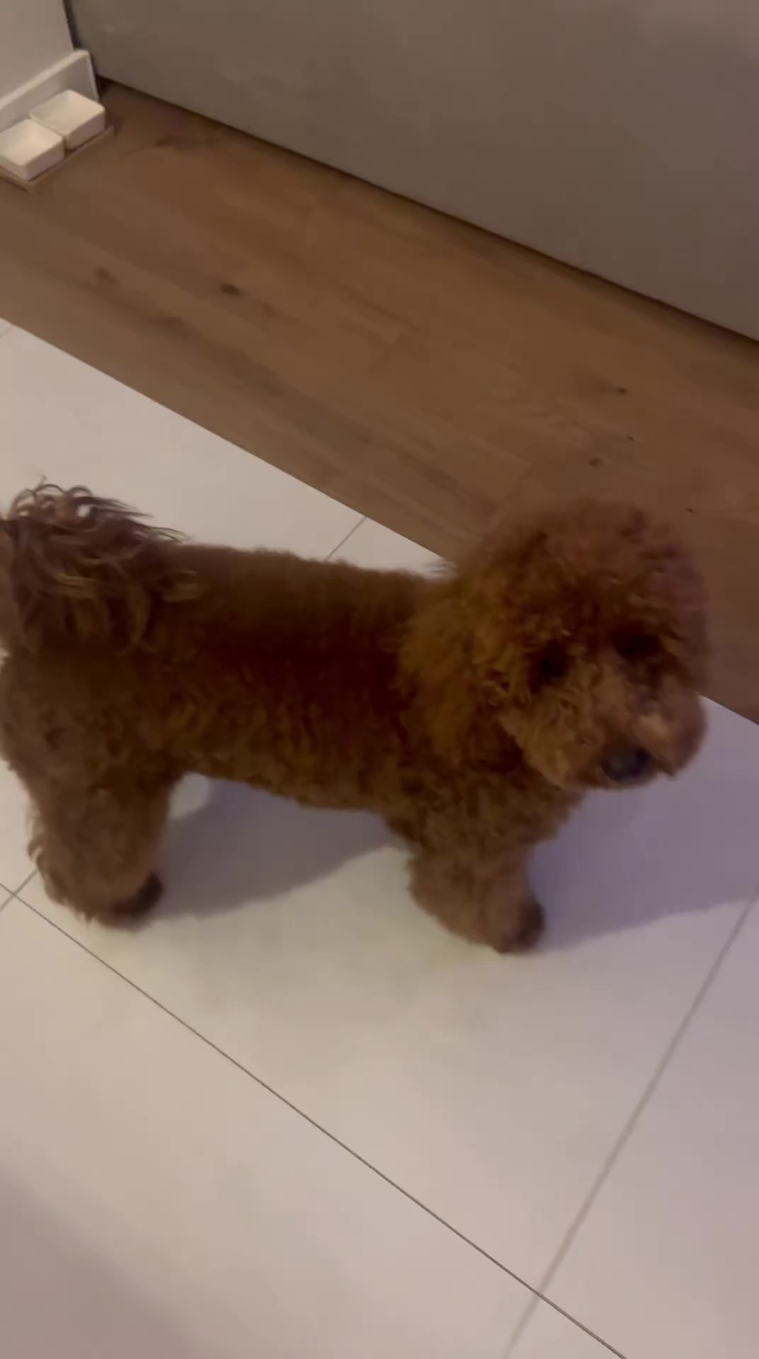 @Наталья Пудель 🐩