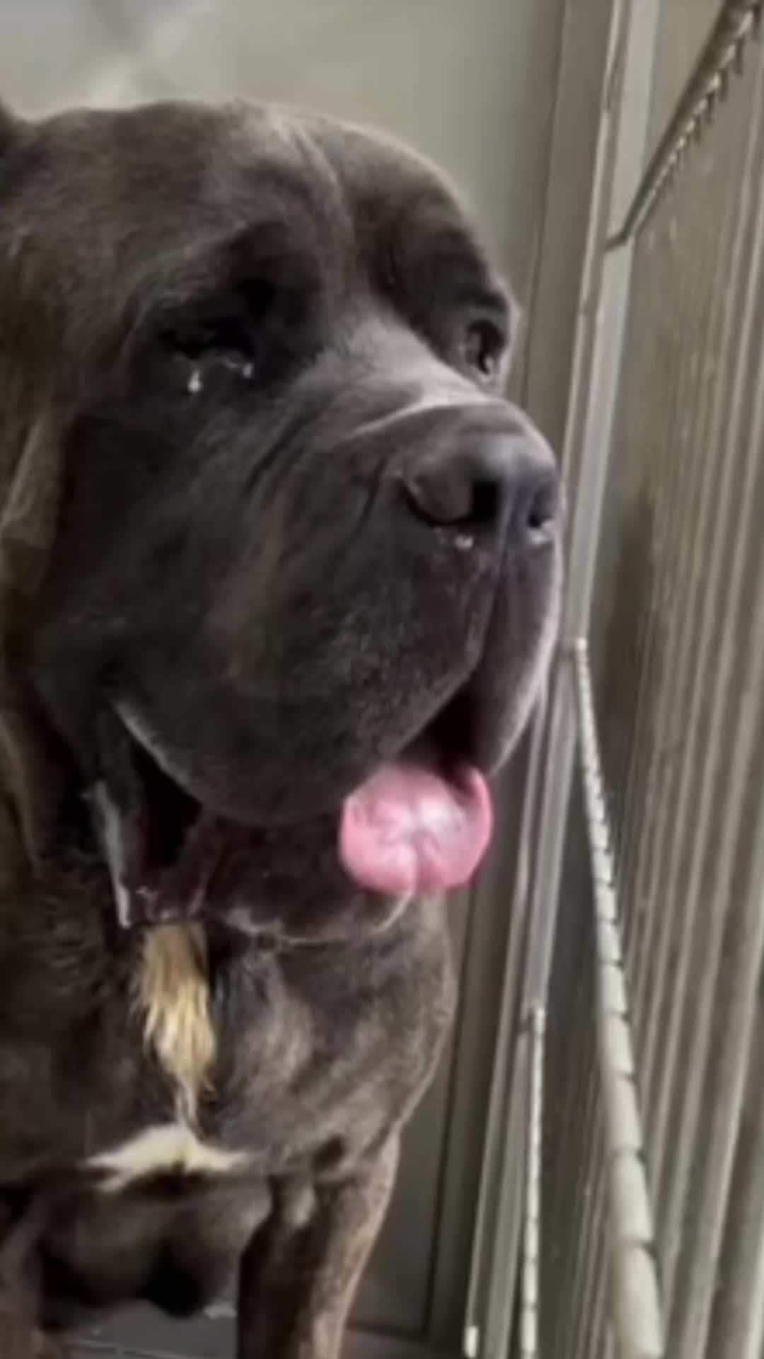 @Cane Corsos