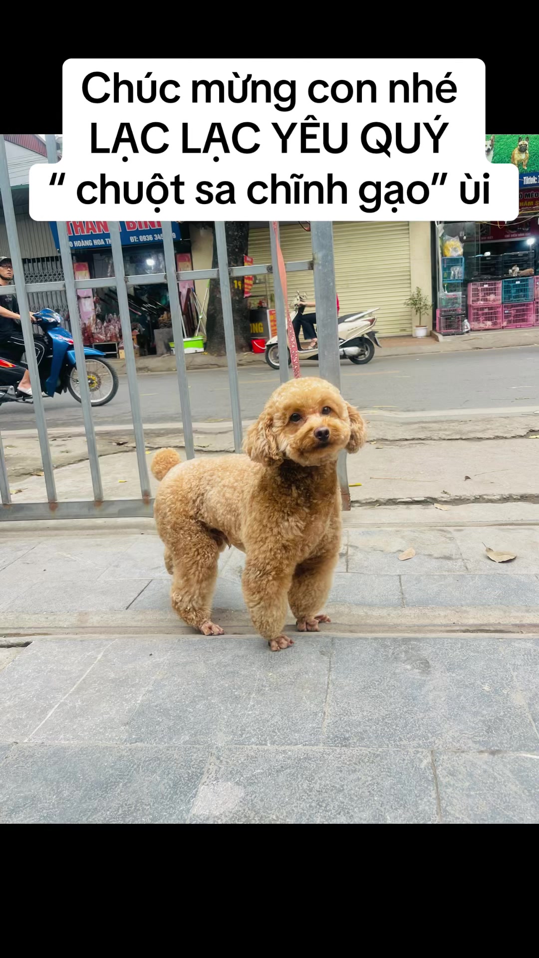 @THẾ GIỚI CH&Oacute; M&Egrave;O XINH😘