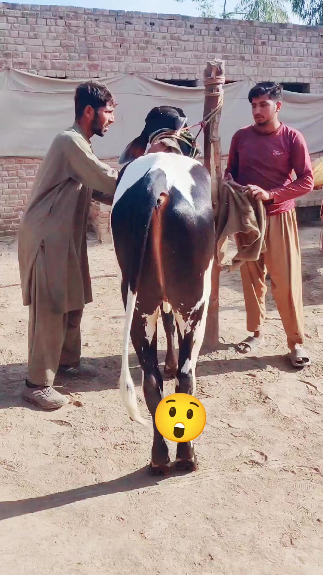 @منڈاہر بیل 4͓̽7͓̽9͓̽
