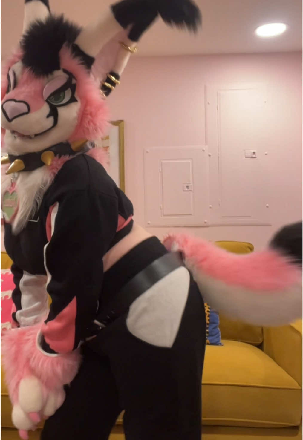 @Juice the Caracal