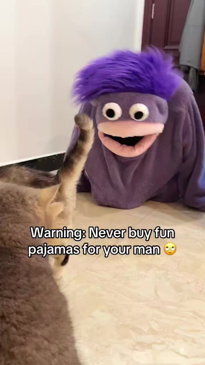 @Chonky World Of Cats