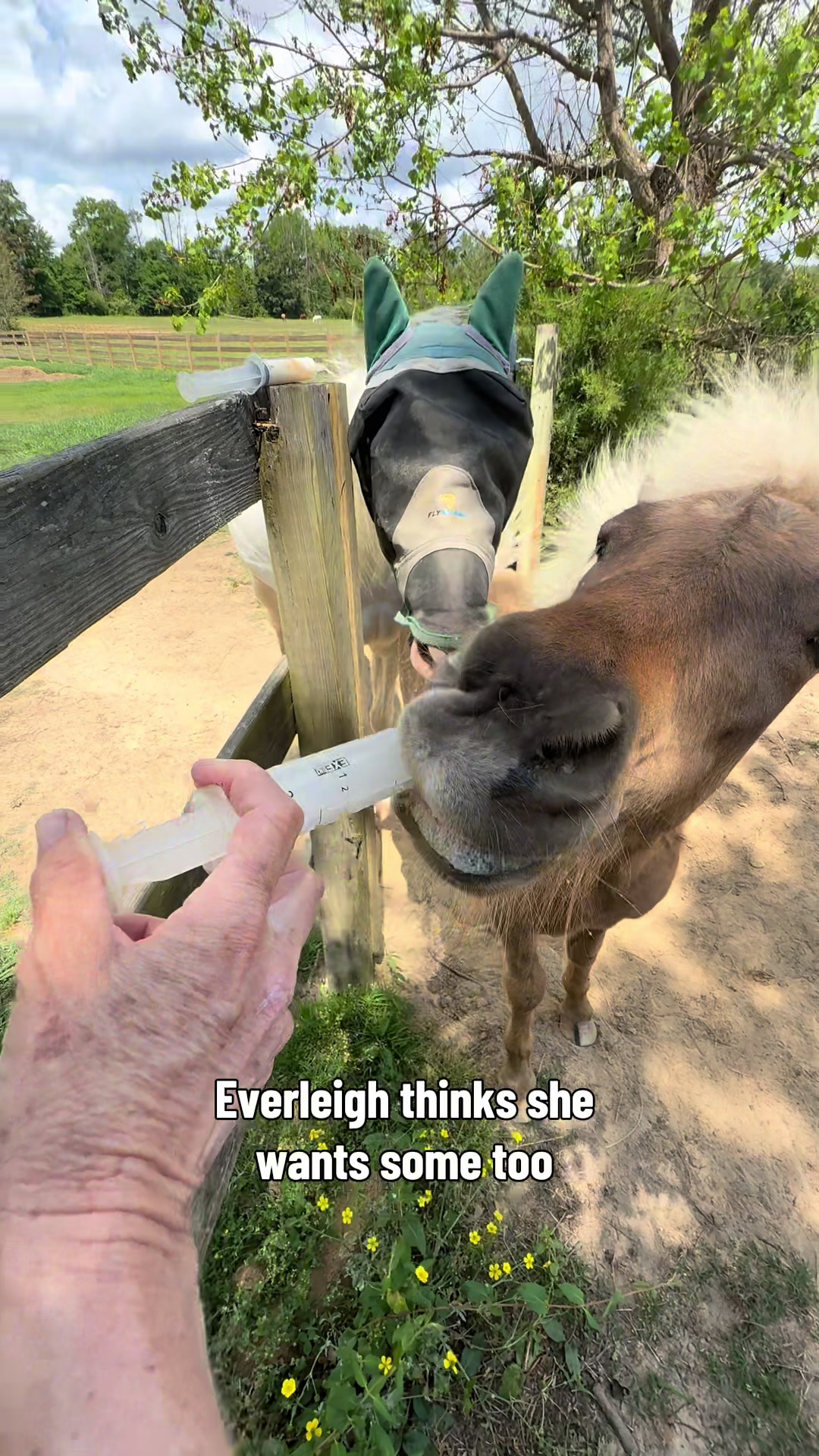 @MS Horse Rescue