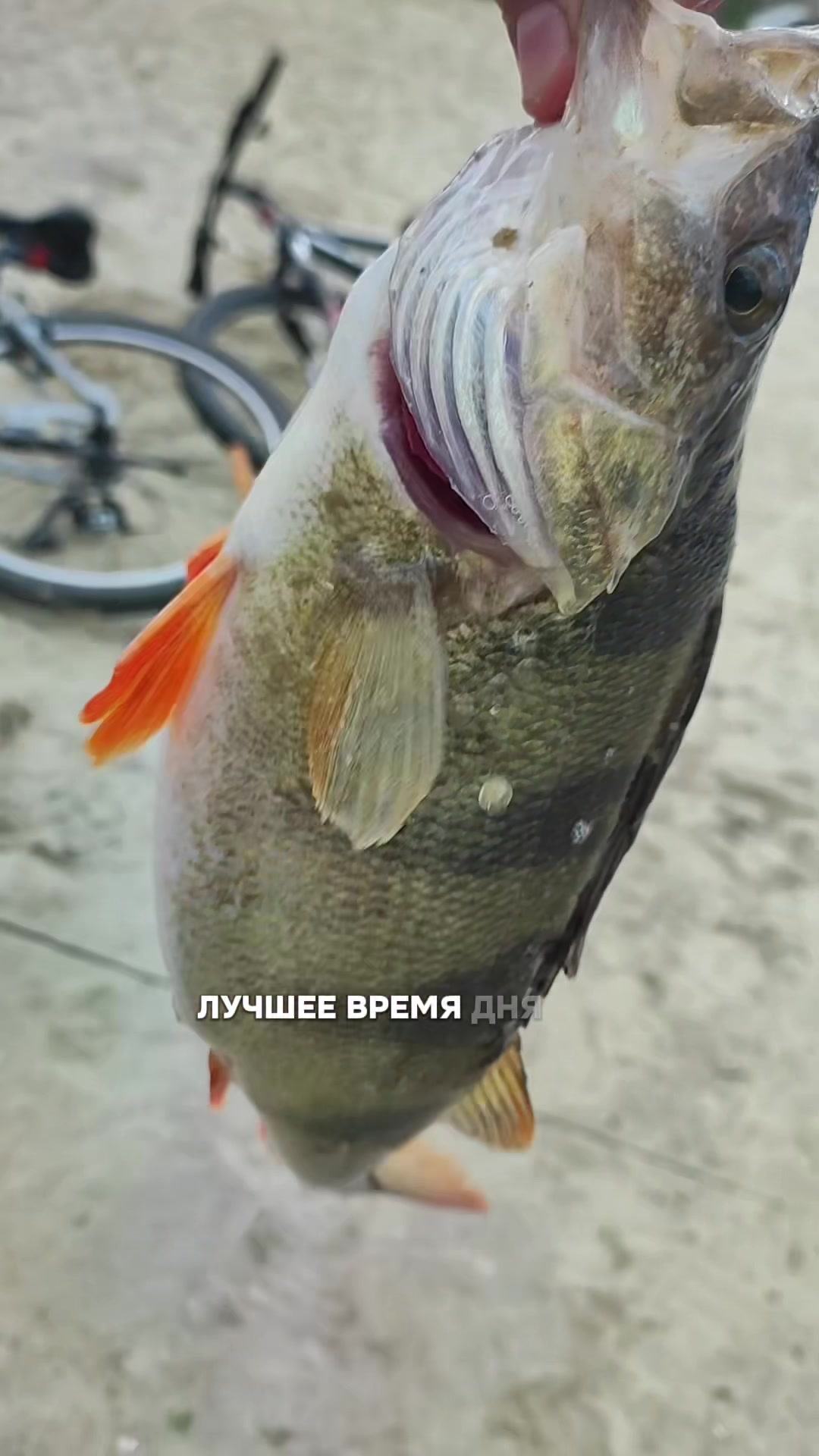 @𝗧𝗚.𝗗𝗬𝗫𝗙𝗜𝗦𝗛🎣