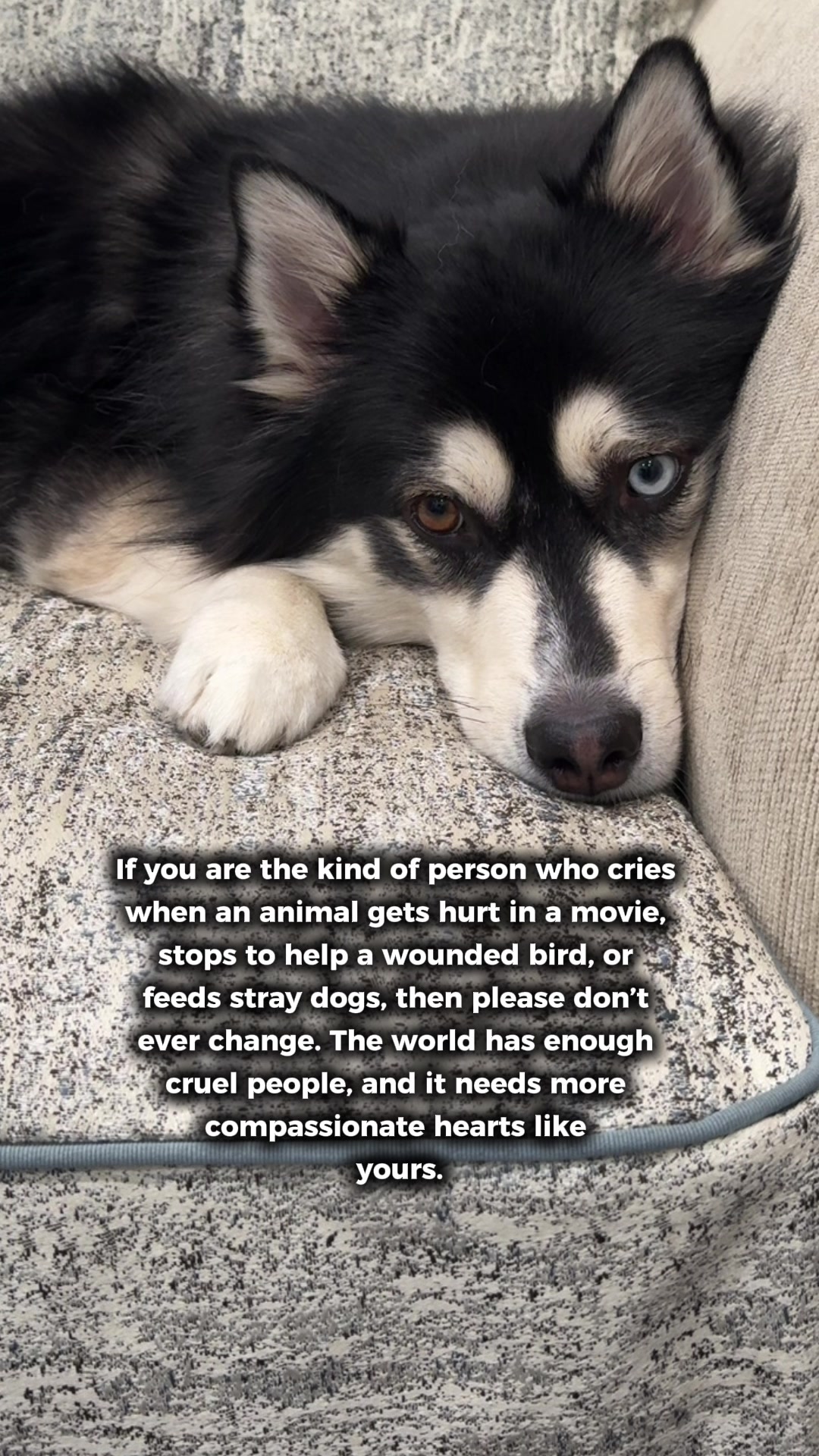 @Zeus the Pomsky🐾