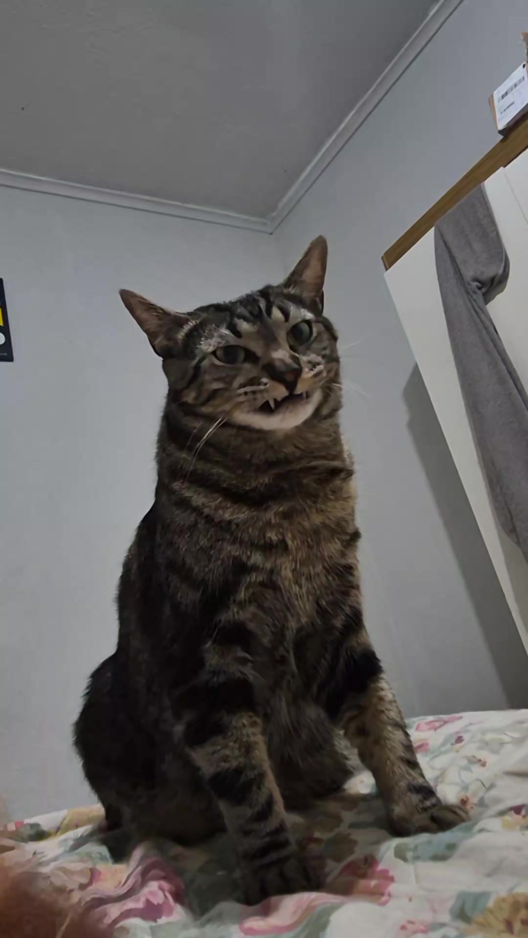 @Mushu