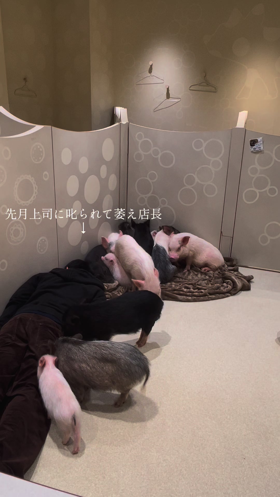 @pignic