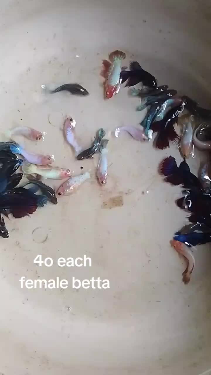 @H4rt