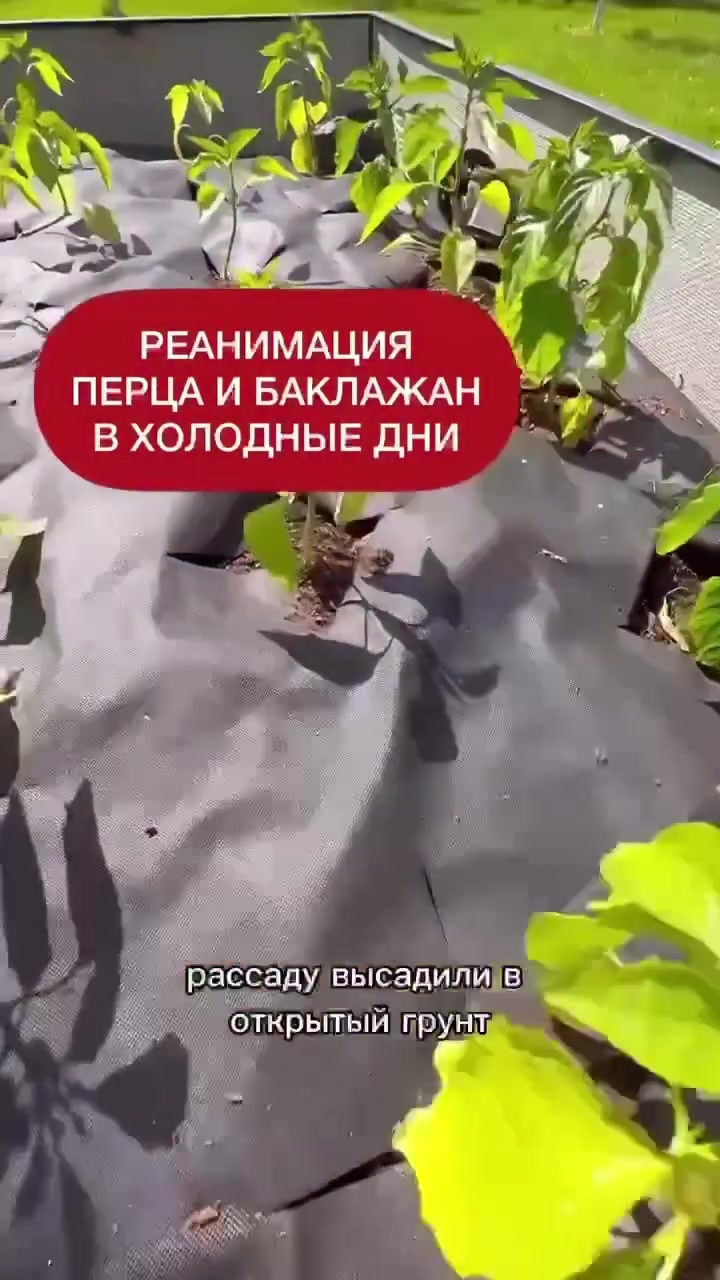 @dom_rustaevy