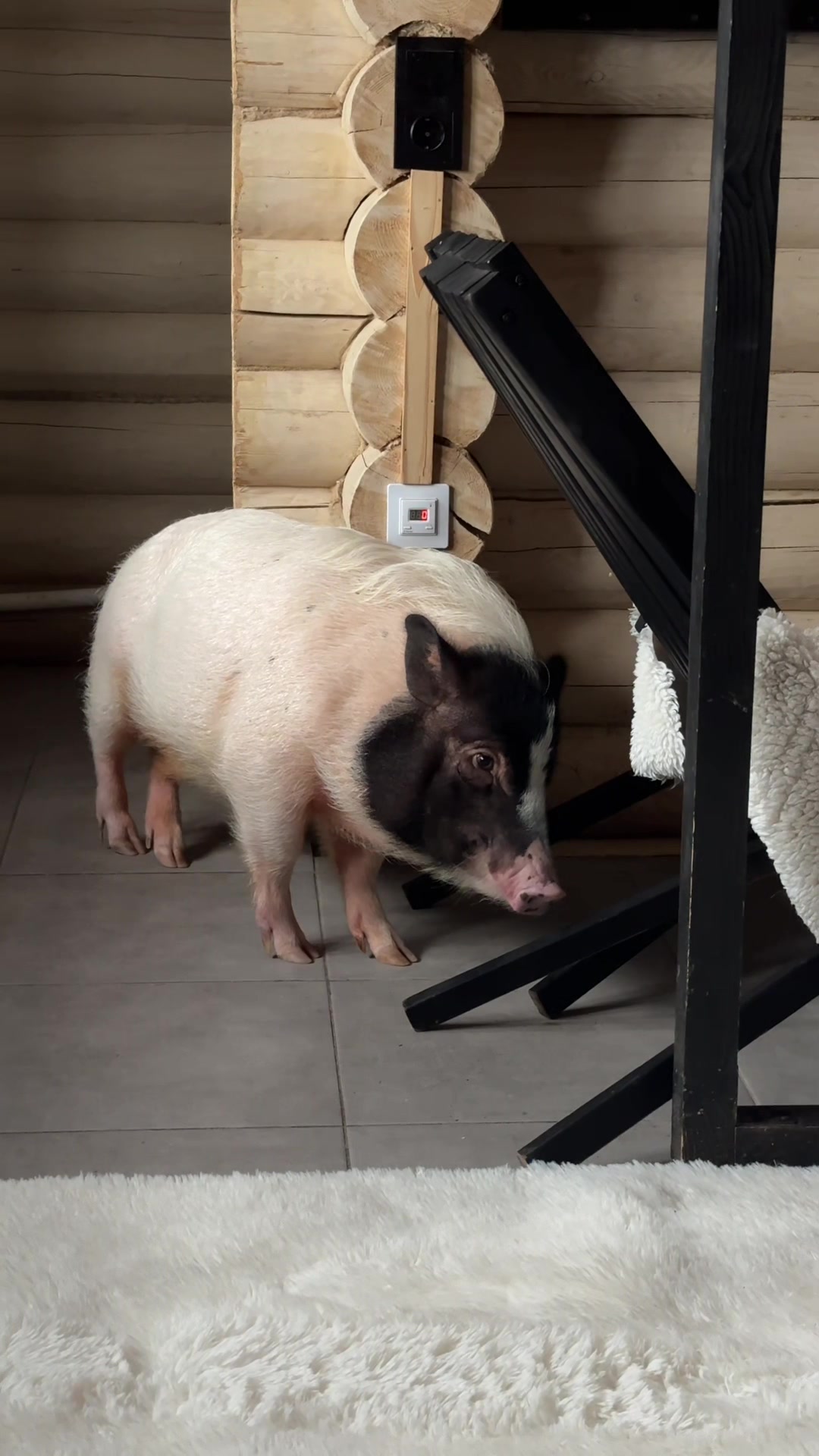 @Olivka pig