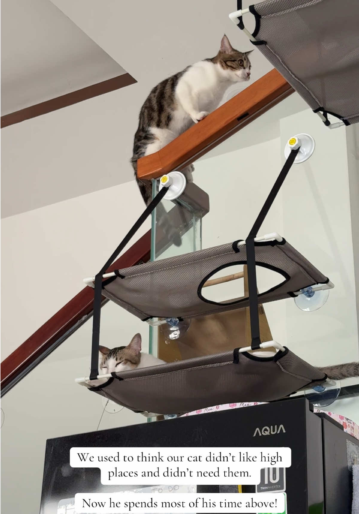 @Three Cats | Behavior & Life