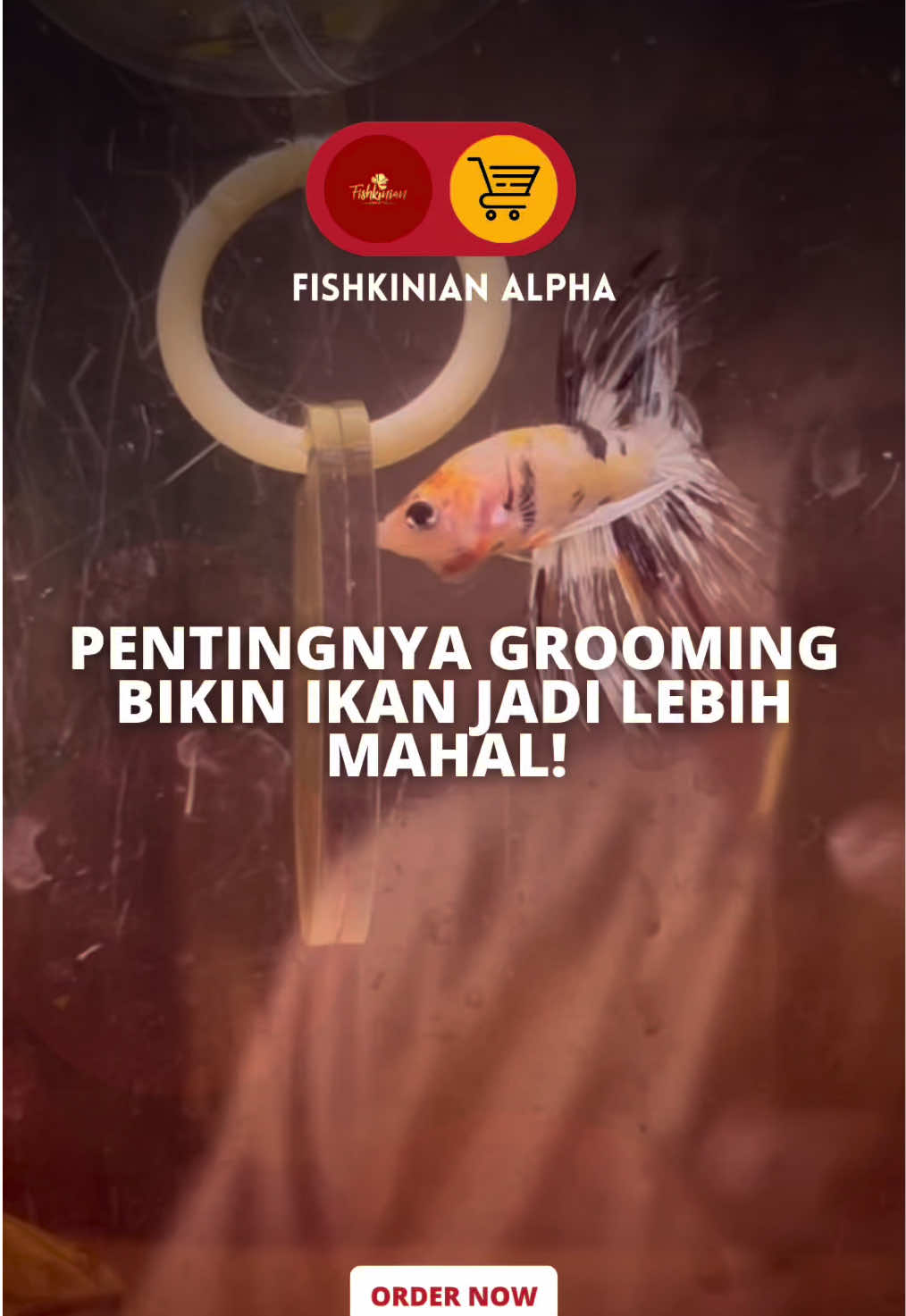 @Fishkinian Alpha1