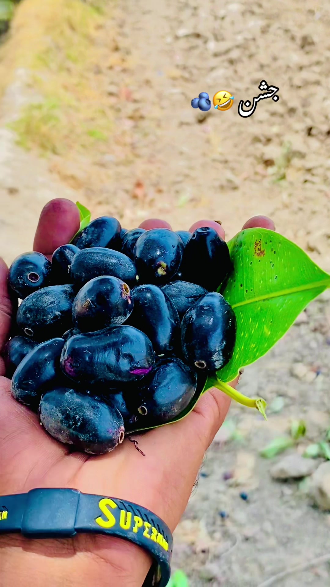 @🍂🌾 پنجابی کلچر 🌾🍂