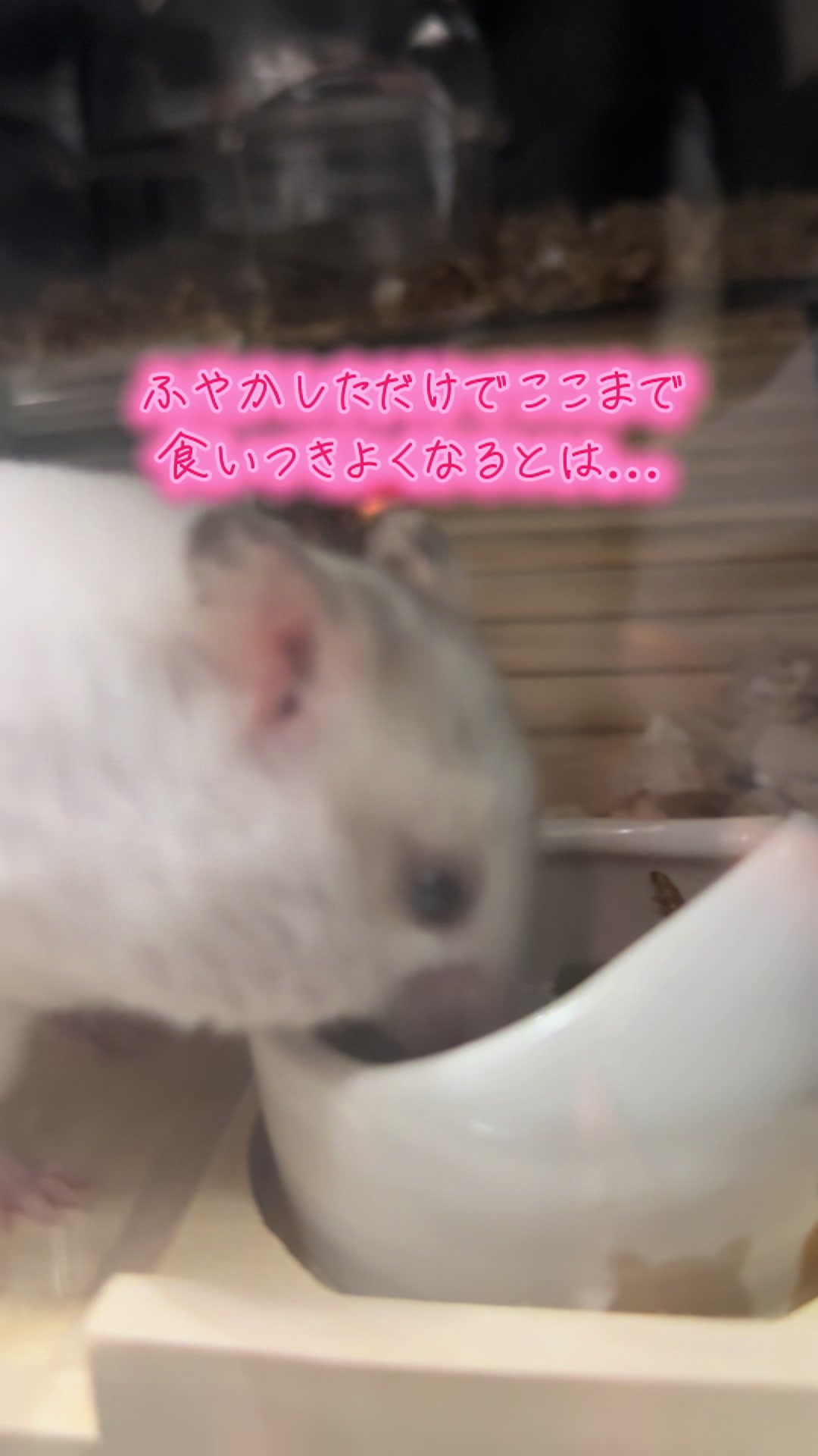@田舎のネズミ