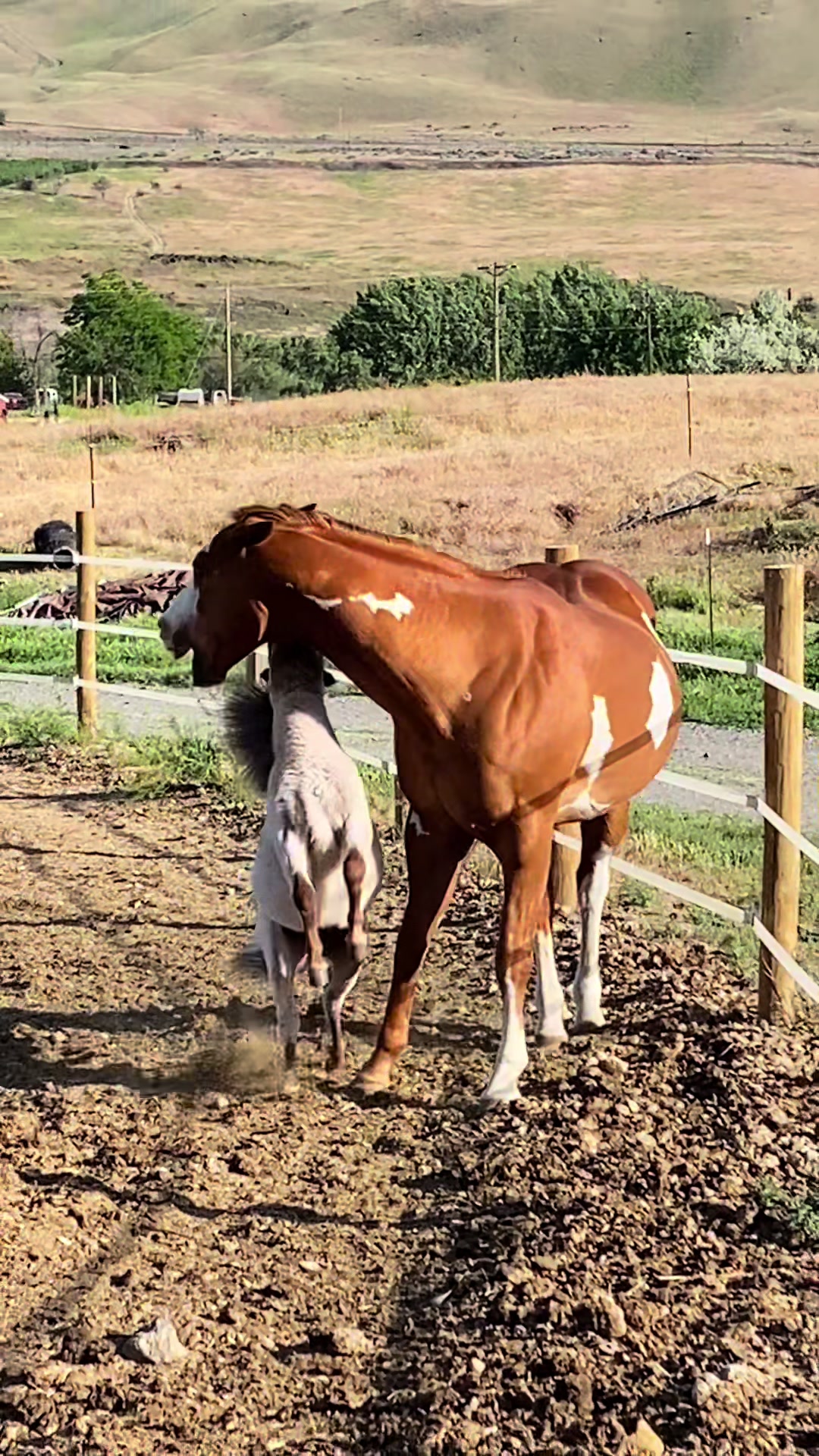 @Hot Sauce the Mini horse 🐎