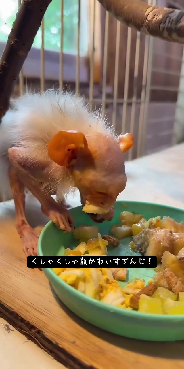 @草津熱帯圏