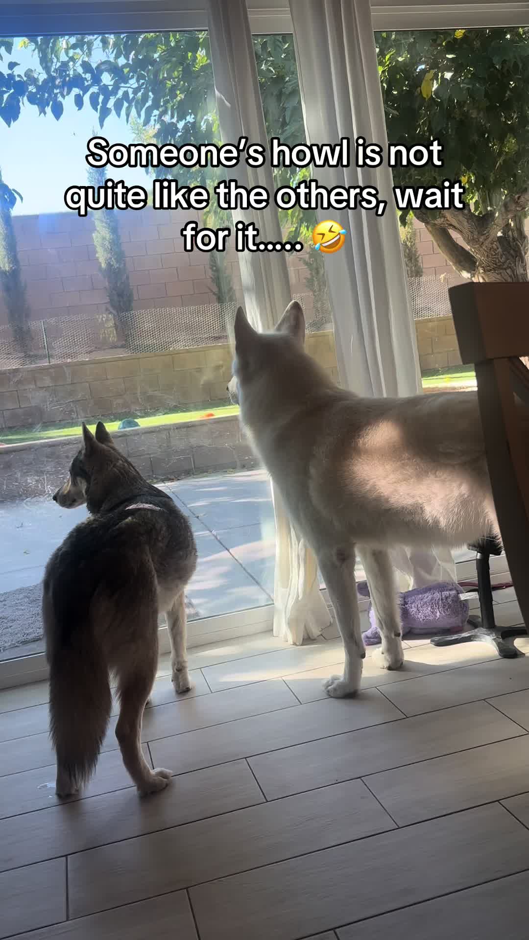 @Loki the Flame Keeper 🐺