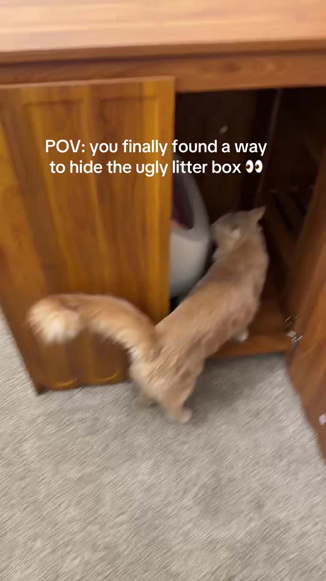 @Velvet Paws