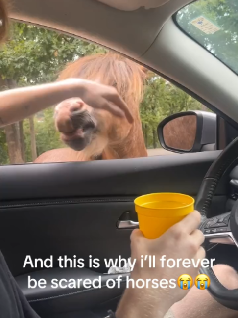 @Horses TikTok
