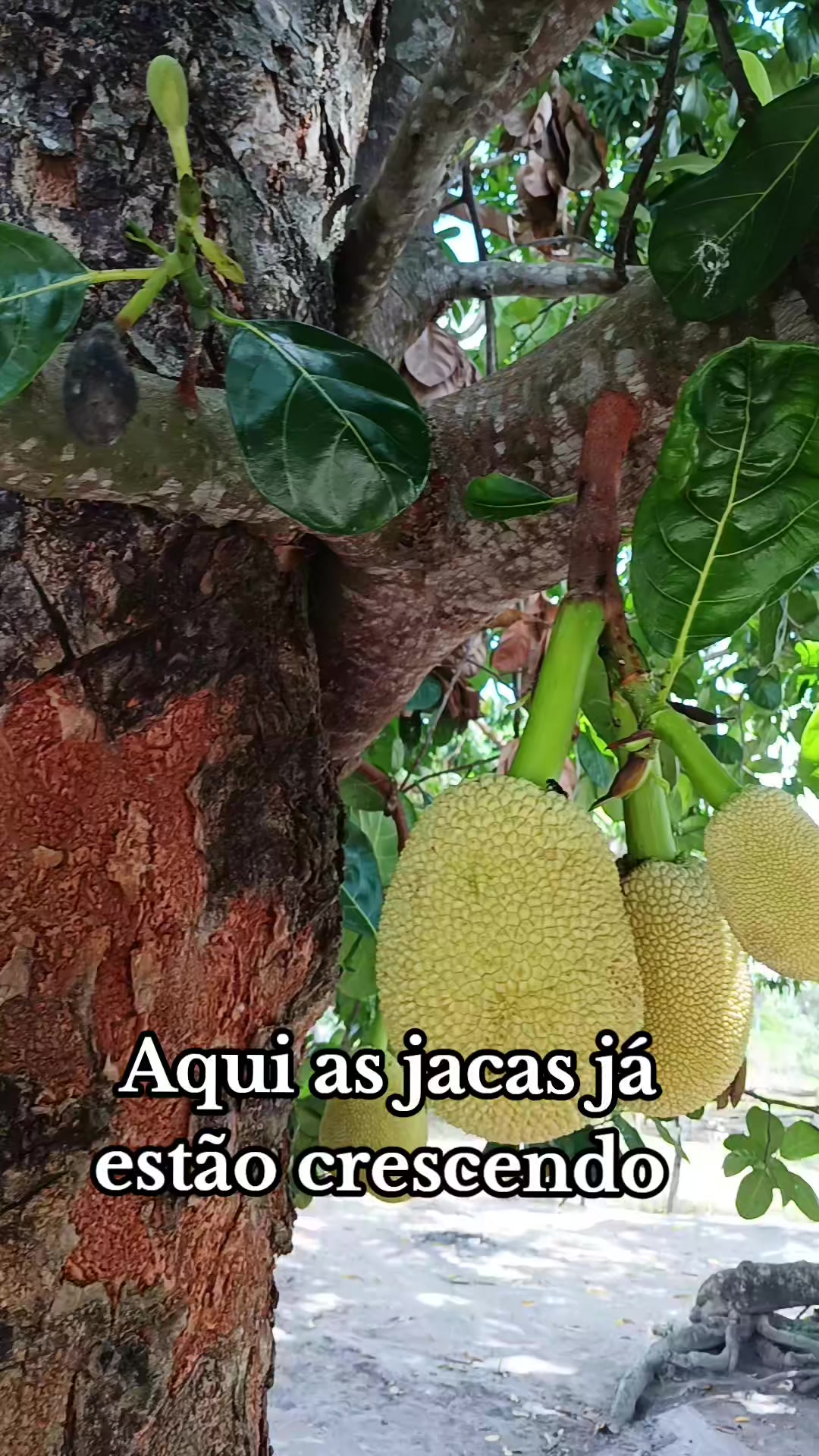 @Ana Viana_Oficial✅️