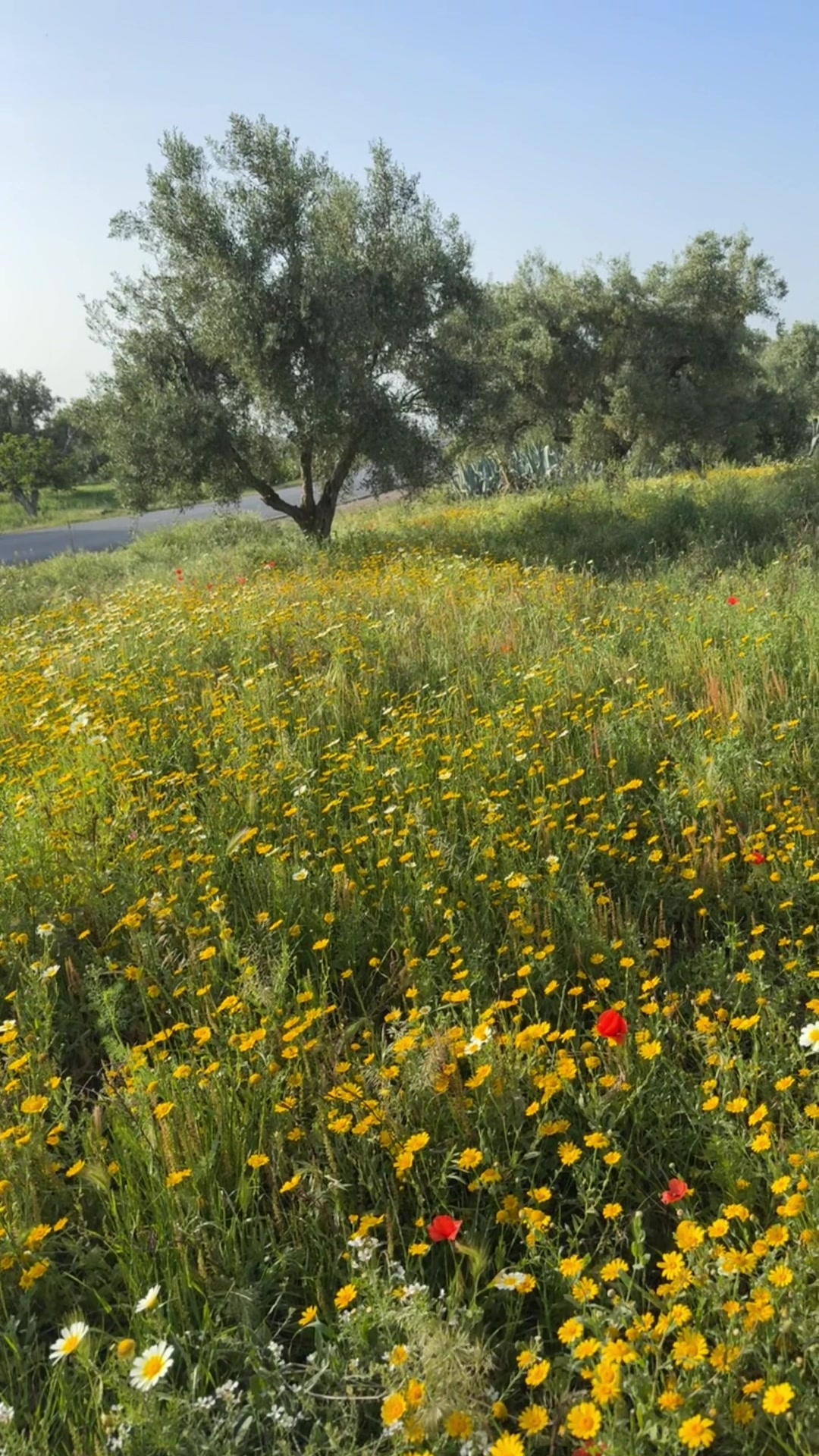@مطلق البخيتان