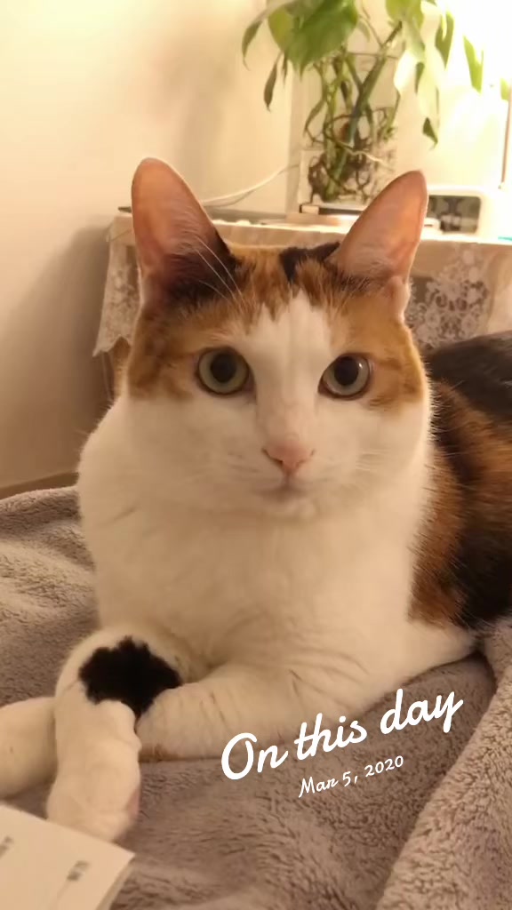 @Miyopet
