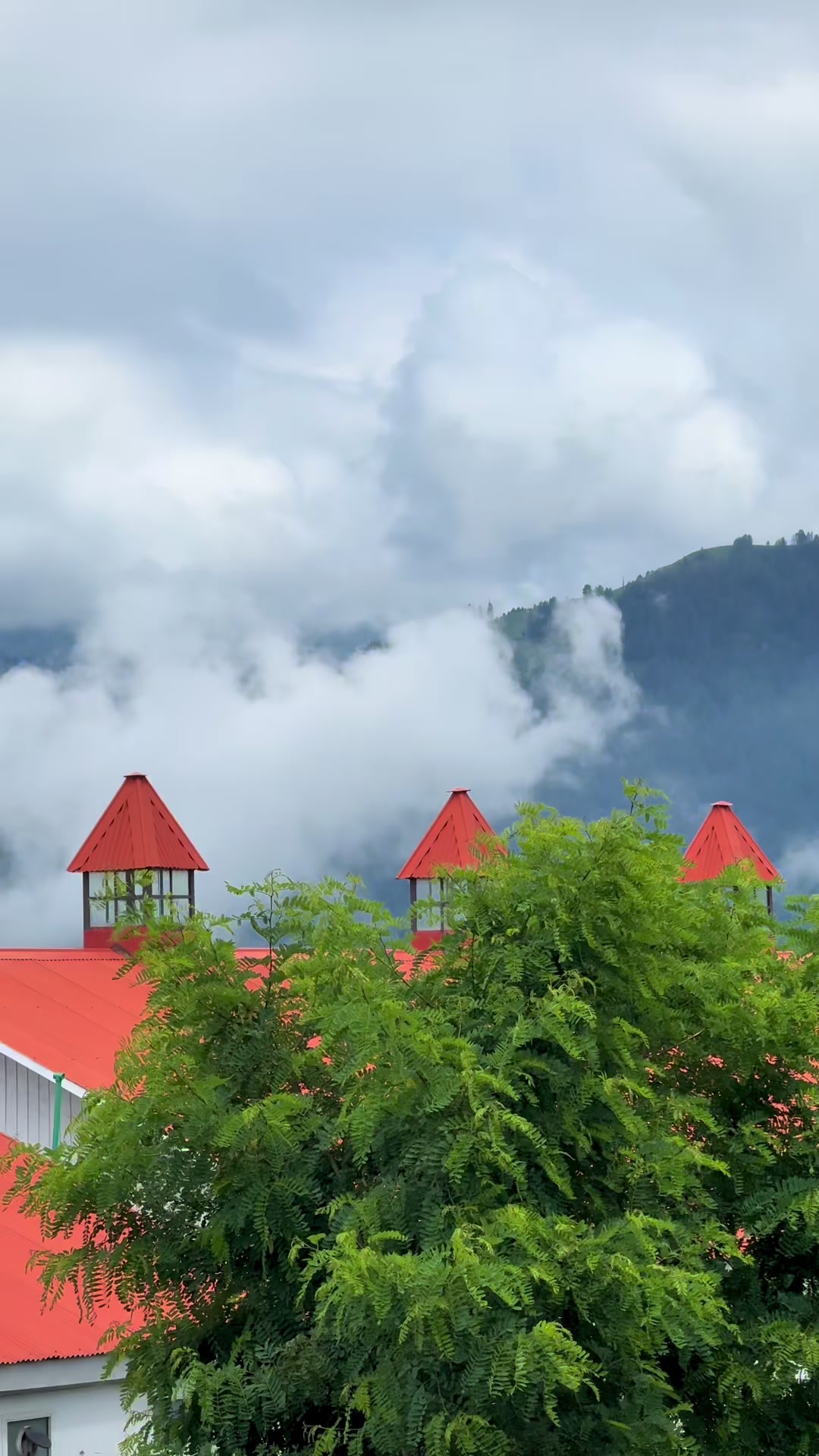 @Shogran Vibes