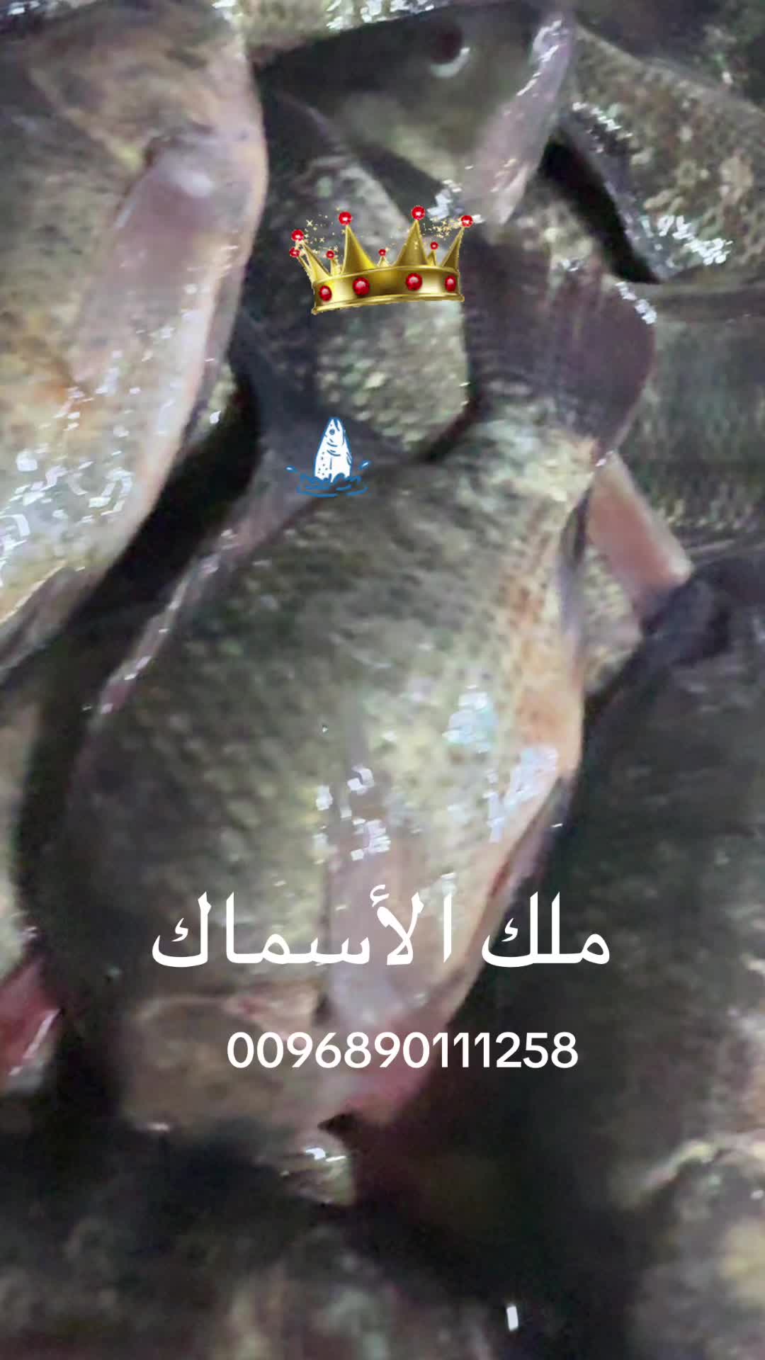 @KING FISH 🇴🇲 مـلـك الأســماك