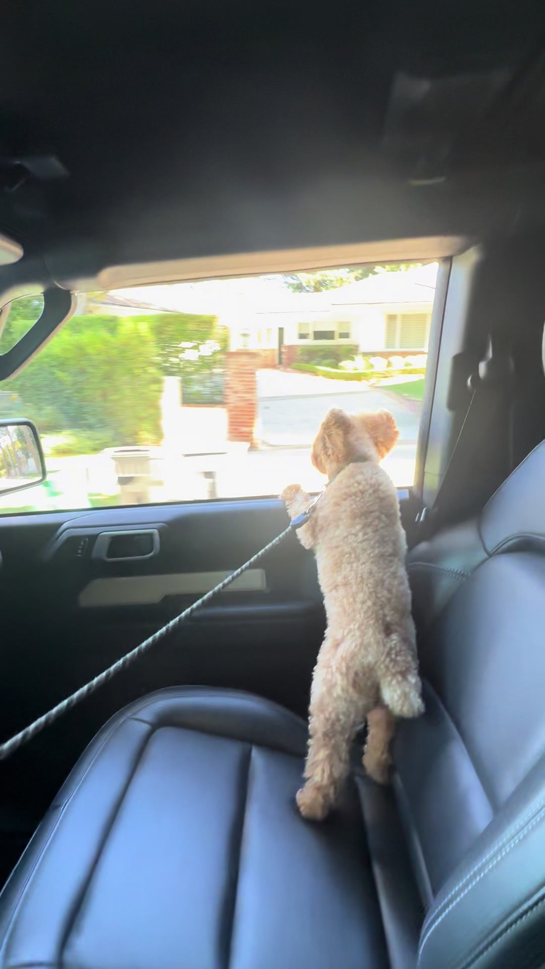 @Louie&rsquo;s Universe