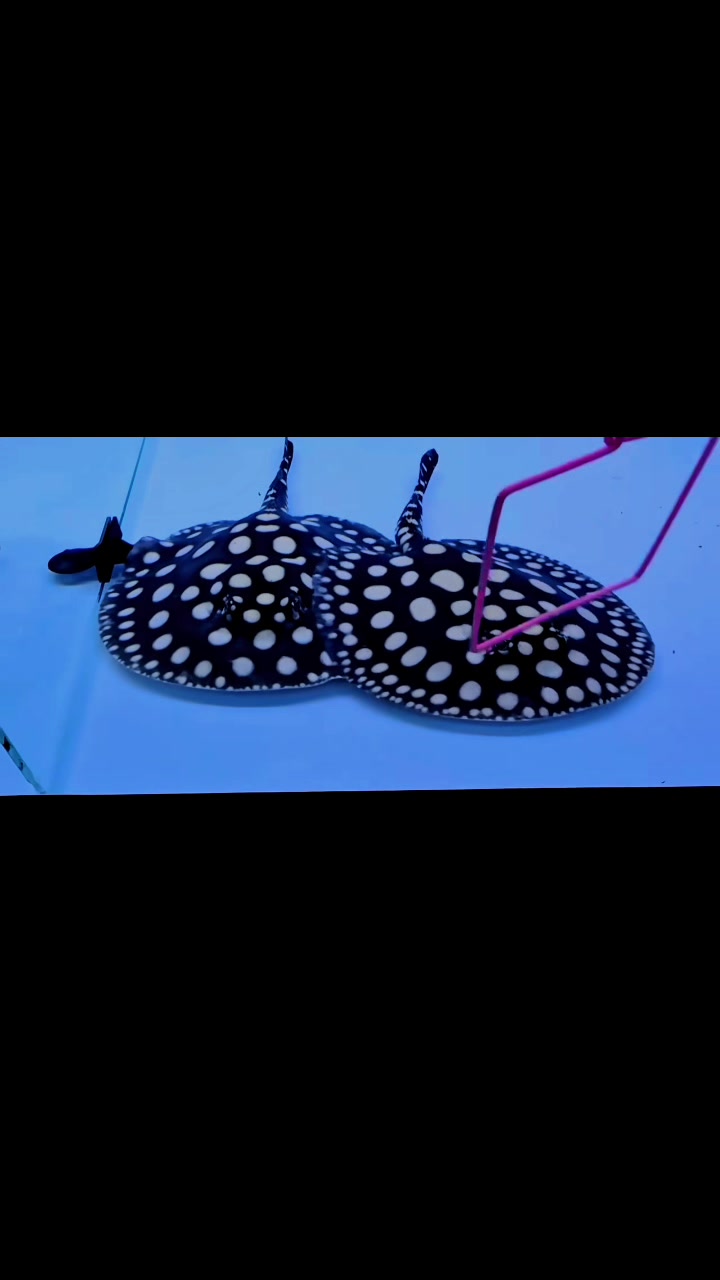 @網上看魚