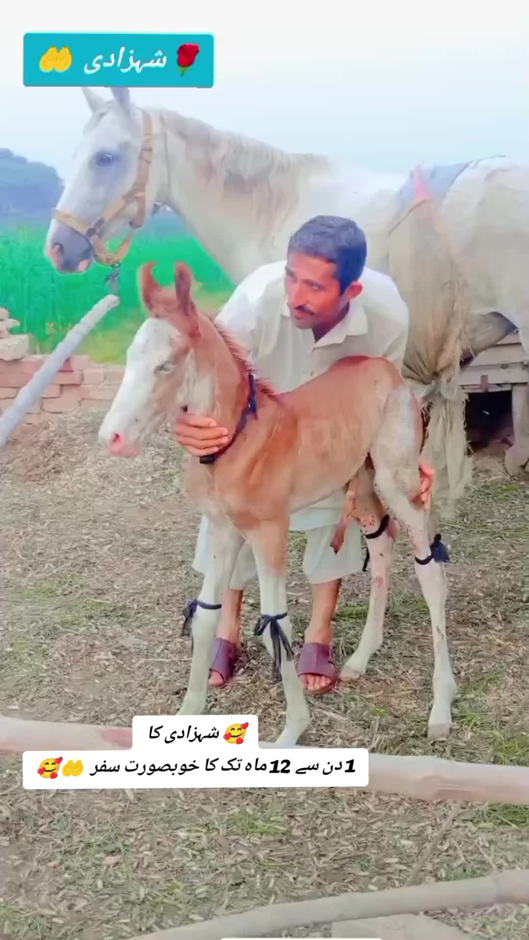 @@𝙂𝙍 𝙃𝙤𝙧𝙨𝙚 𝙁𝙖𝙧𝙢 🐴