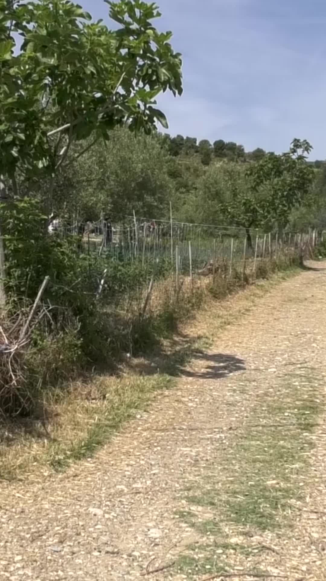 @blutelevizion