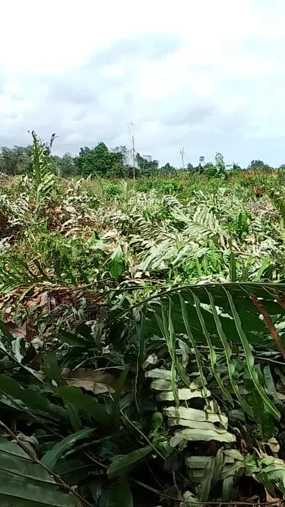 @Tukang Kebun