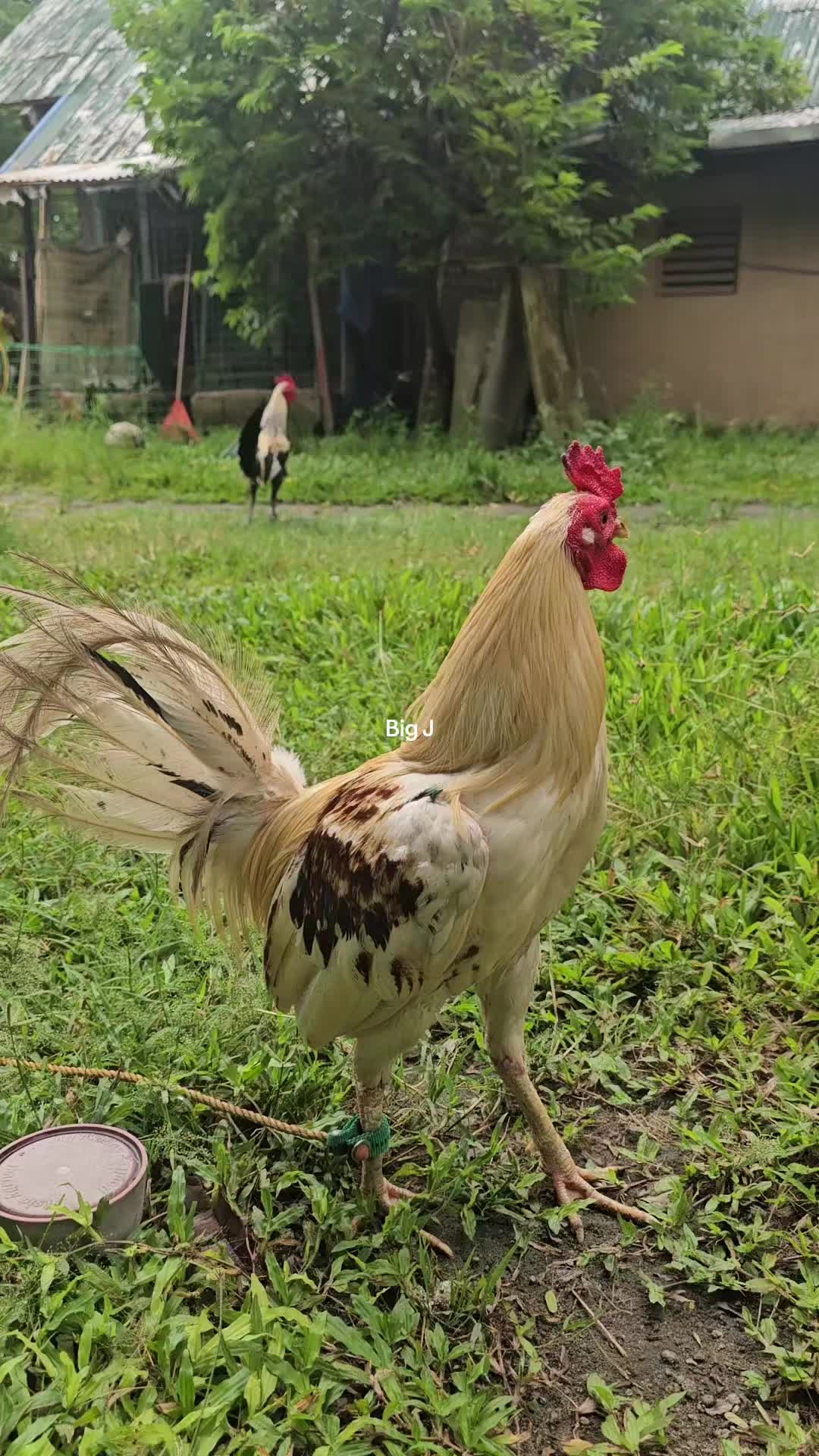 @Big J Gamefarm