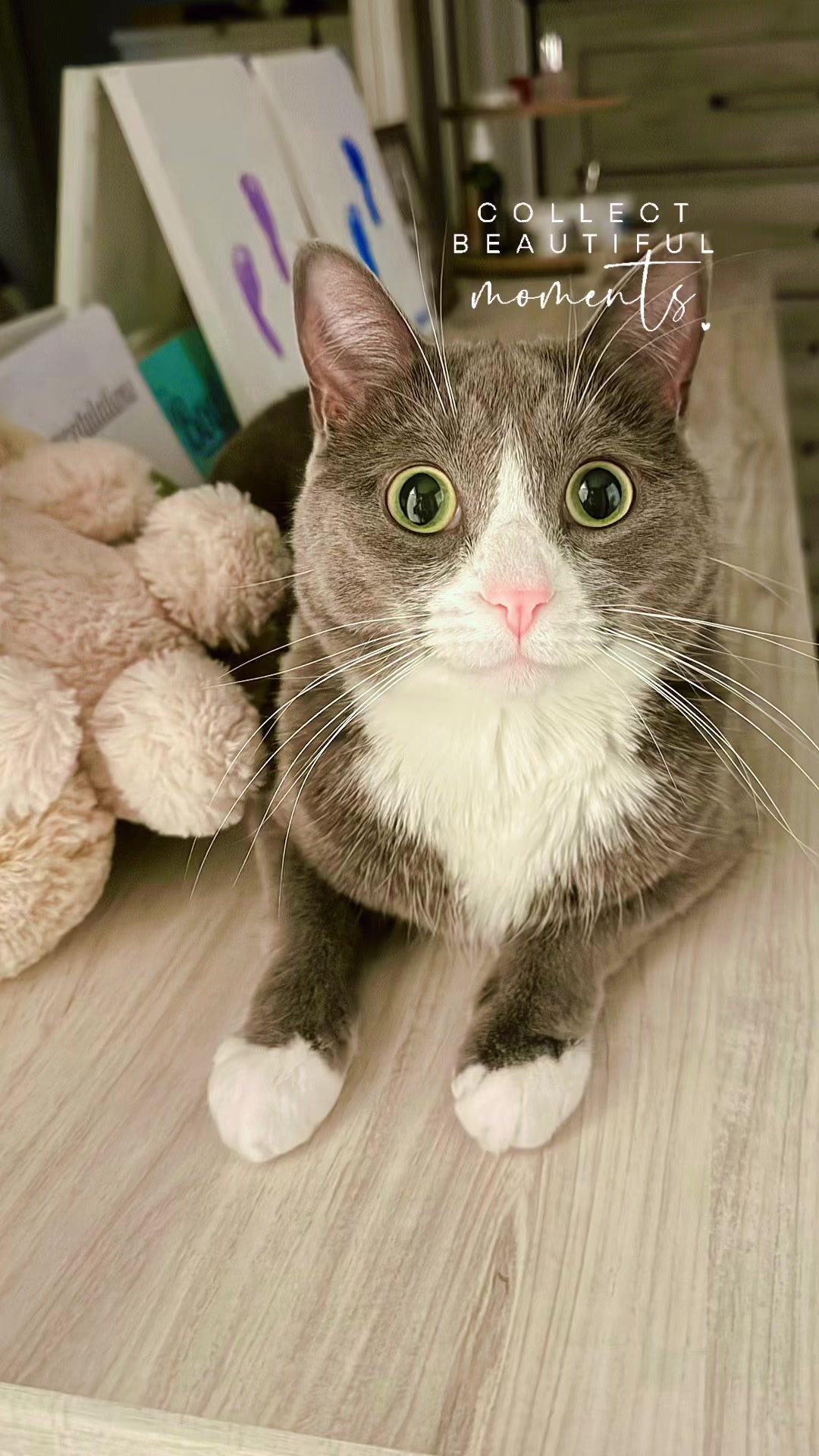 @catvenus