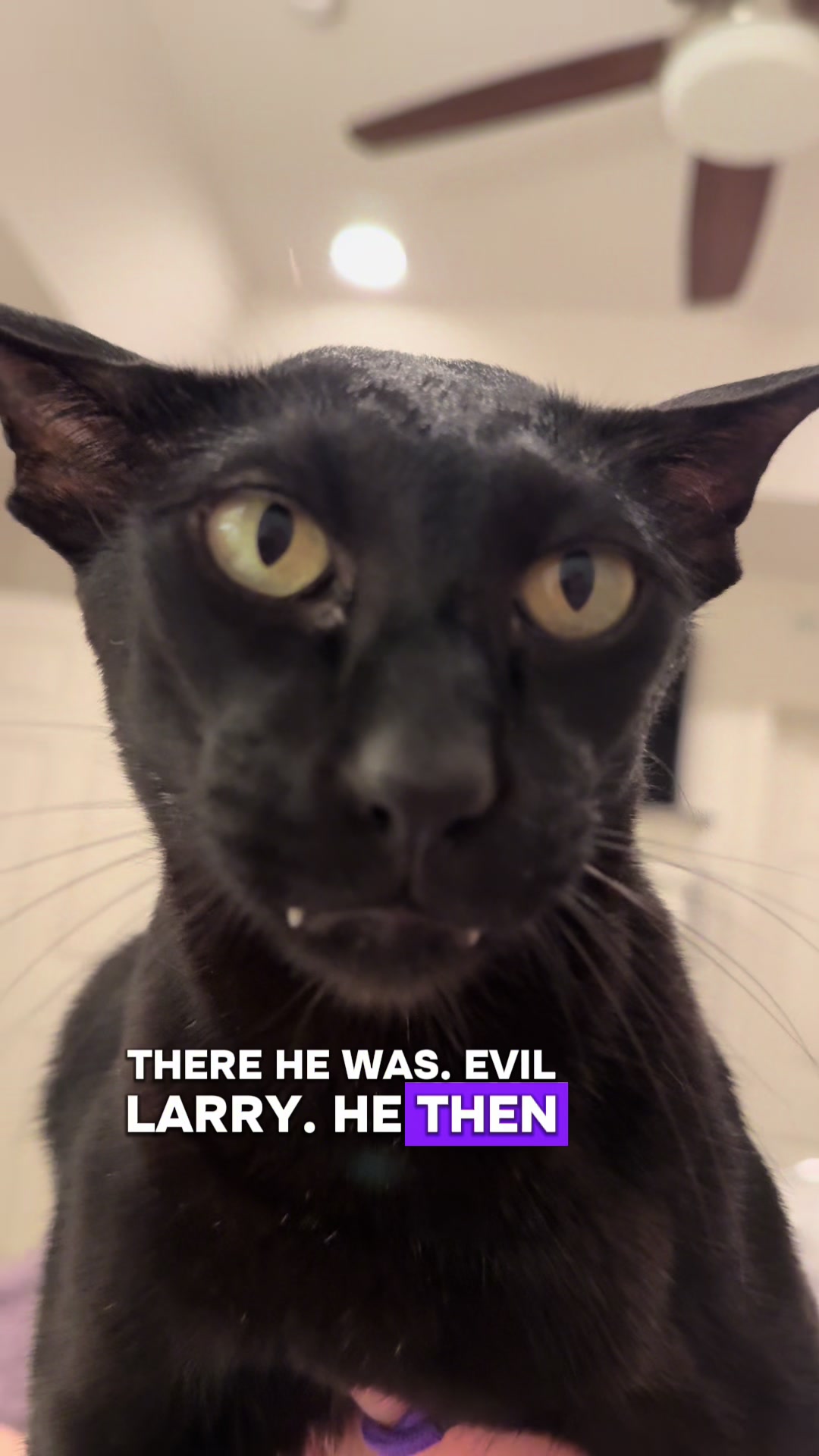 @hobbikats