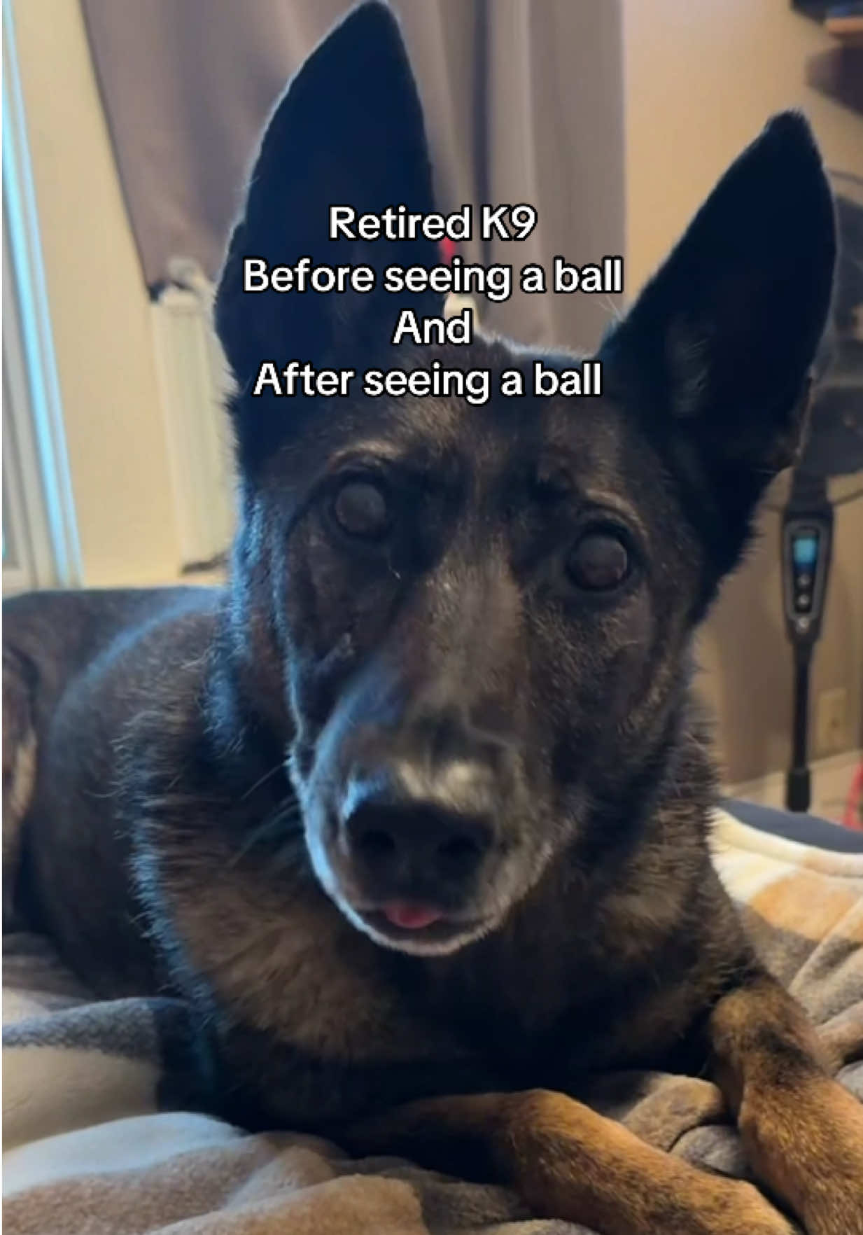 @K9 Dina