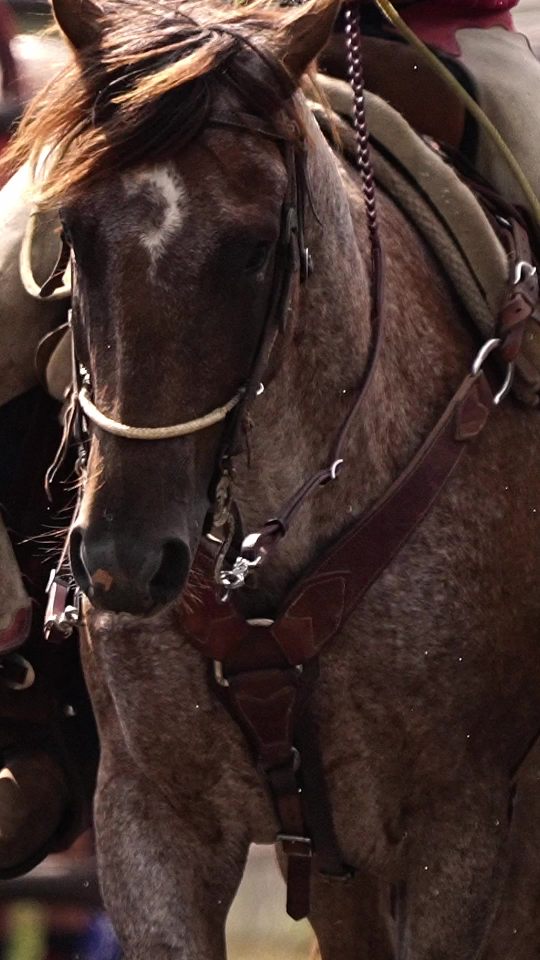 @Hanginghorses