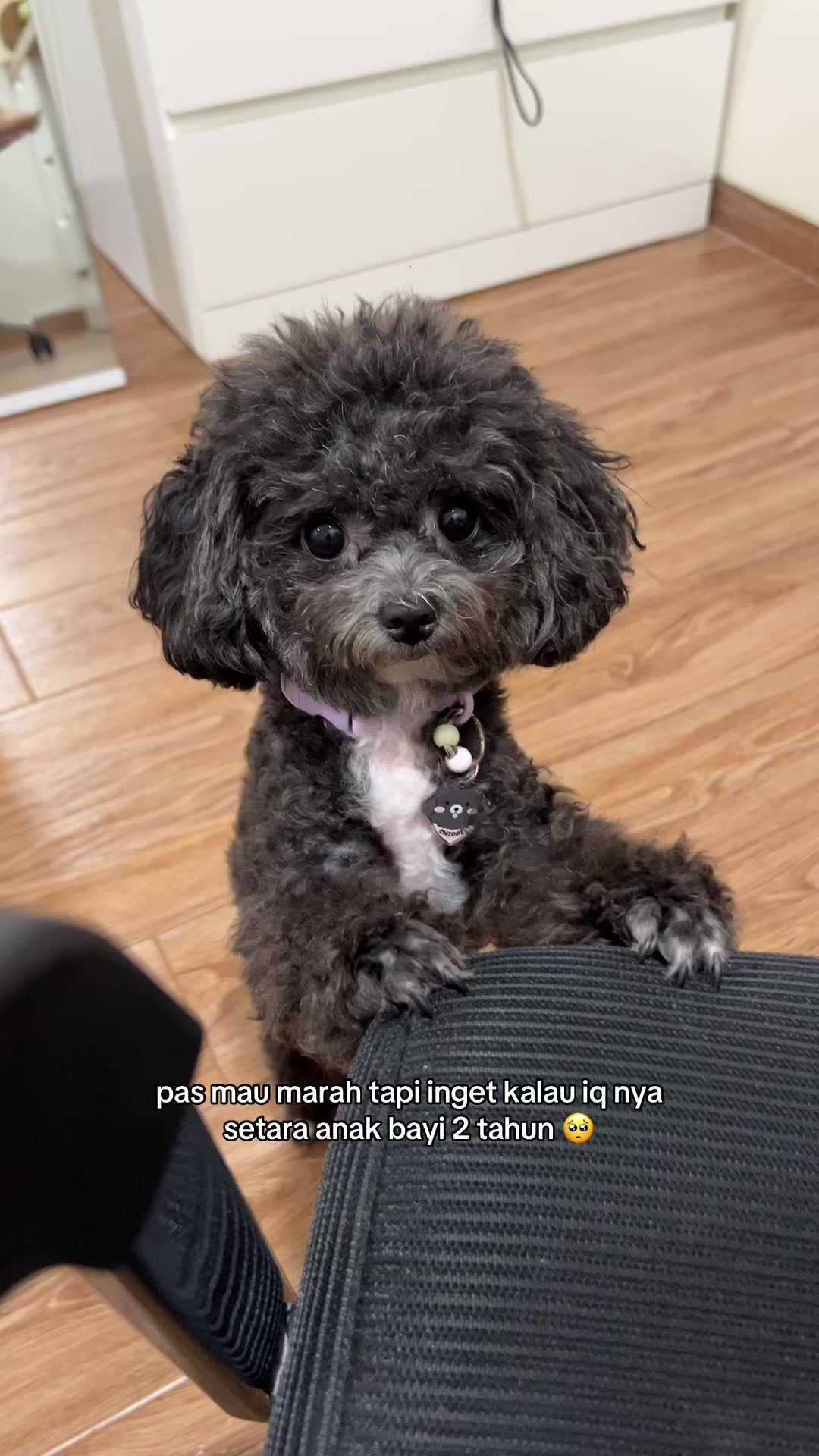 @chippi the poochon